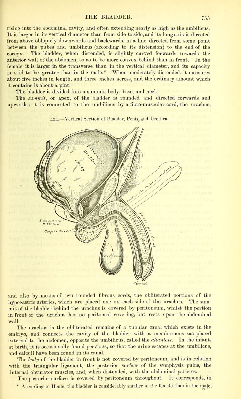 rising into the abdominal cavity, and often extending nearly as high as the umbilicus. It is larger in its vertical diameter than from side to side, and its long axis is directed from above obliquely downwards and backwards, in a line directed from some point between the pubes and umbilicus (according to its distension) to the end of the coccyx. The bladder, when distended, is slightly curved forwards towards the anterior wall of the abdomen, so as to be more convex behind than in front. In the female it is larger in the transverse than in the vertical diameter, and its capacity is said to be greater than in the male.* When moderately distended, it measures about five inches in length, and three inches across, and the ordinary amount which it contains is about a pint. The bladder is divided into a summit, body, base, and neck. The summit, or apex, of the bladder is rounded and directed forwards and upwards ; it is connected to the umbilicus by a fibro-inuscular cord, the urachus, 424.—Vertical Section of Bladder, Penis, and Urethra. and also by means of two rounded fibrous cords, the obliterated portions of the hypogastric arteries, which are placed one on each side of the urachus. The sum- mit of the bladder behind the urachus is covered by peritoneum, whilst the portion in front of the urachus has no peritoneal covering, but rests upon the abdominal wall. The urachus is the obliterated remains of a tubular canal which exists in the embryo, and connects the cavity of the bladder with a membranous sac placed external to the abdomen, opposite the umbilicus, called the allantois. In the infant, at birth, it is occasionally found pervious, so that the urine escapes at the umbilicus, and calculi have been found in its canal. The body of the bladder in front is not covered by peritoneum, and is in relation with the triangular ligament, the posterior surface of the symphysis pubis, the Internal obturator muscles, and, when distended, with the abdominal parietes. The posterior surface is covered by peritoneum throughout. It corresponds, in * According to Henle, the bladder is considerably smaller in the female than in tlie male.