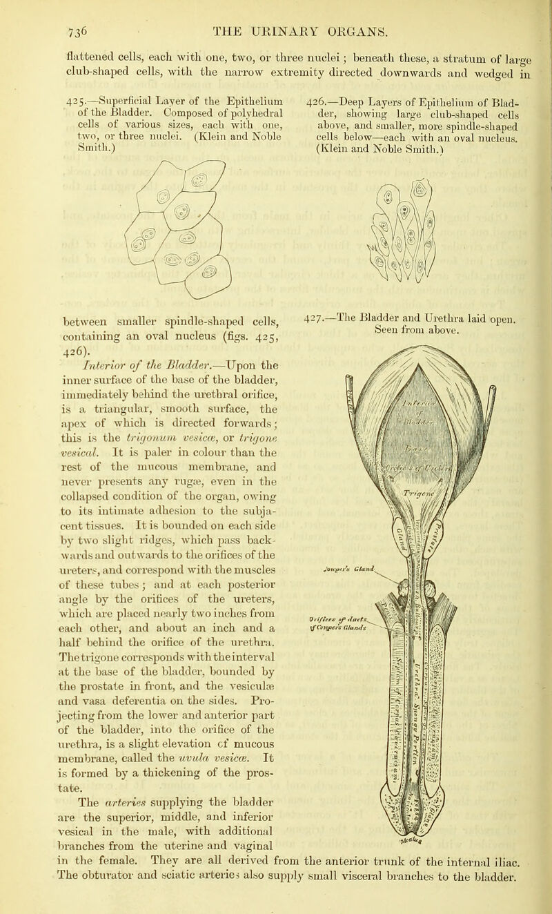 flattened cells, each with one, two, or three nuclei 5 beneath these, a stratum of lar club-shaped cells, with the narrow extremity directed downwards and wedged 425.—Superficial Layer of the Epithelium of the Bladder. Composed of polyhedral cells of A'arious sizes, each with one, two, or three nuclei. (Klein and Noble Smith.) 426.—Deep Layers of Epithelium of Blad- der, showing large club-shaped cells above, and smaller, more spindle-shaped cells below—each with an oval nucleus. (Klein and Noble Smith. 1 427. -The Bladder and Urethra laid open. Seen from above. between smaller spindle-shaped cells, containing an oval nucleus (figs. 425, 426). Interior of the Bladder.—Upon the inner surface of the base of the bladder, immediately behind the urethral orifice, is a triangular, smooth surface, the apex of which is directed forwards; tbis is the trigonum vesicce, or trigone vesical. It is paler in colour than the rest of the mucous membrane, and never presents any ruga?, even in the collapsed condition of the organ, owing to its intimate adhesion to the subja- cent tissues. It is bounded on each side by two slight ridges, which pass back- wards and out wards to the orifices of the ureters, and correspond with the muscles of these tubes; and at each posterior angle by the orifices of the ureters, which are placed nearly two inches from each other, and about an inch and a half behind the orifice of the urethra. The trigone corresponds with tbeinterval at the base of the bladder, bounded by the prostate in front, and the vesiculae and vasa deferentia on the sides. Pro- jecting from the lower and anterior part of the bladder, into the orifice of the urethra, is a slight elevation cf mucous membrane, called the uvula vesicce. It is formed by a thickening of the pros- tate. The arteries supplying the bladder are the superior, middle, and inferior vesical in the male, with additional branches from the uterine and vaginal in the female. They are all derived from the anterior trunk of the internal iliac. The obturator and sciatic arteries also supply small visceral branches to the bladder. Orifice* cf ducts^ tfCoicfier's Glands ■ylcatu,