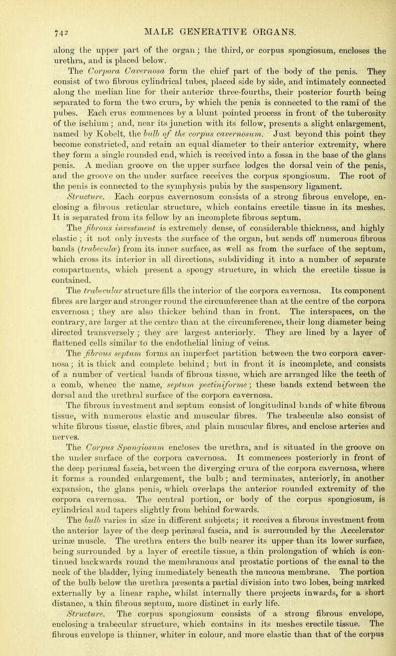 along the upper part of the organ; the third, or corpus spongiosum, encloses the urethra, and is placed below. The Corpora Cavernosa form the chief part of the body of the penis. They consist of two fibrous cylindrical tubes, placed side by side, and intimately connected along the median line for their anterior three-fourths, their posterior fourth being separated to form the two crura, by which the penis is connected to the rami of the pubes. Each crus commences by a blunt pointed process in front of the tuberosity of the ischium; and, near its junction with its fellow, presents a slight enlargement, named by Kobelt, the bulb of the corpus cavernosum. Just beyond this point they become constricted, and retain an equal diameter to their anterior extremity, where they form a single rounded end, which is received into a fossa in the base of the glans penis. A median groove on the upper surface lodges the dorsal vein of the penis, and the groove on the under surface receives the corpus spongiosum. The root of the penis is connected to the symphysis pubis by the suspensory ligament. Structure. Each corpus cavernosum consists of a strong fibrous envelope, en- closing a fibrous reticular structure, which contains erectile tissue in its meshes. It is separated from its fellow by an incomplete fibrous septum. The fibrous investment is extremely dense, of considerable thickness, and highly elastic ; it not only invests the surface of the organ, but sends off numerous fibrous bands (trabecular) from its inner surface, as well as from the surface of the septum, which cross its interior in all directions, subdividing it into a number of separate compai'tments, which present a spongy structure, in which the erectile tissue is contained. The trabecular structure fills the interior of the corpora cavernosa. Its component fibres are larger and stronger round the circumference than at the centre of the corpora cavernosa; they are also thicker behind than in front. The interspaces, on the contrary, are larger at the centre than at the circumference, their long diameter being directed transversely ; they are largest anteriorly. They are lined by a layer of flattened cells similar to the endothelial lining of veins. The fibrous septum forms an imperfect partition between the two corpora caver- nosa j it is thick and complete behind; but in front it is incomplete, and consists of a number of vertical bands of fibrous tissue, which are arranged like the teeth of a comb, whence the name, septum pectiniforme; these bands extend between the dorsal and the urethral surface of the corpora cavernosa. The fibrous investment and septum consist of longitudinal bands of white fibrous tissue, with numerous elastic and muscular fibres. The trabecular also consist of white fibrous tissue, elastic fibx^es, and plain muscular fibres, and enclose arteries and nerves. The Corpus Spongiosum encioses the urethra, and is situated in the groove on the under surface of the corpora cavernosa. It commences posteriorly in front of the deep perinseal fascia, between the diverging crura of the corpora cavernosa, where it forms a rounded enlargement, the bulb; and terminates, anteriorly, in another expansion, the glans penis, which overlaps the anterior rounded extremity of the corpora cavernosa. The central portion, or body of the corpus spongiosum, is cylindrical and tapers slightly from behind forwards. The bulb varies in size in different subjects; it receives a fibrous investment from the anterior layer of the deep perinseal fascia, and is surrounded by the Accelerator urinse muscle. The urethra enters the bulb nearer its upper than its lower surface, being surrounded by a layer of erectile tissue, a thin prolongation of which is con- tinued backwards round the membranous and prostatic portions of the canal to the neck of the bladder, lying immediately beneath the mucous membrane. The portion of the bulb below the urethra presents a partial division into two lobes, being marked externally by a linear raphe, whilst internally there projects inwards, for a short distance, a thin fibrous septum, more distinct in early life. Structure. The corpus spongiosum consists of a strong fibrous envelope, enclosing a trabecular structure, which contains in its meshes erectile tissue. The fibrous envelope is thinner, whiter in colour, and more elastic than that of the corpus