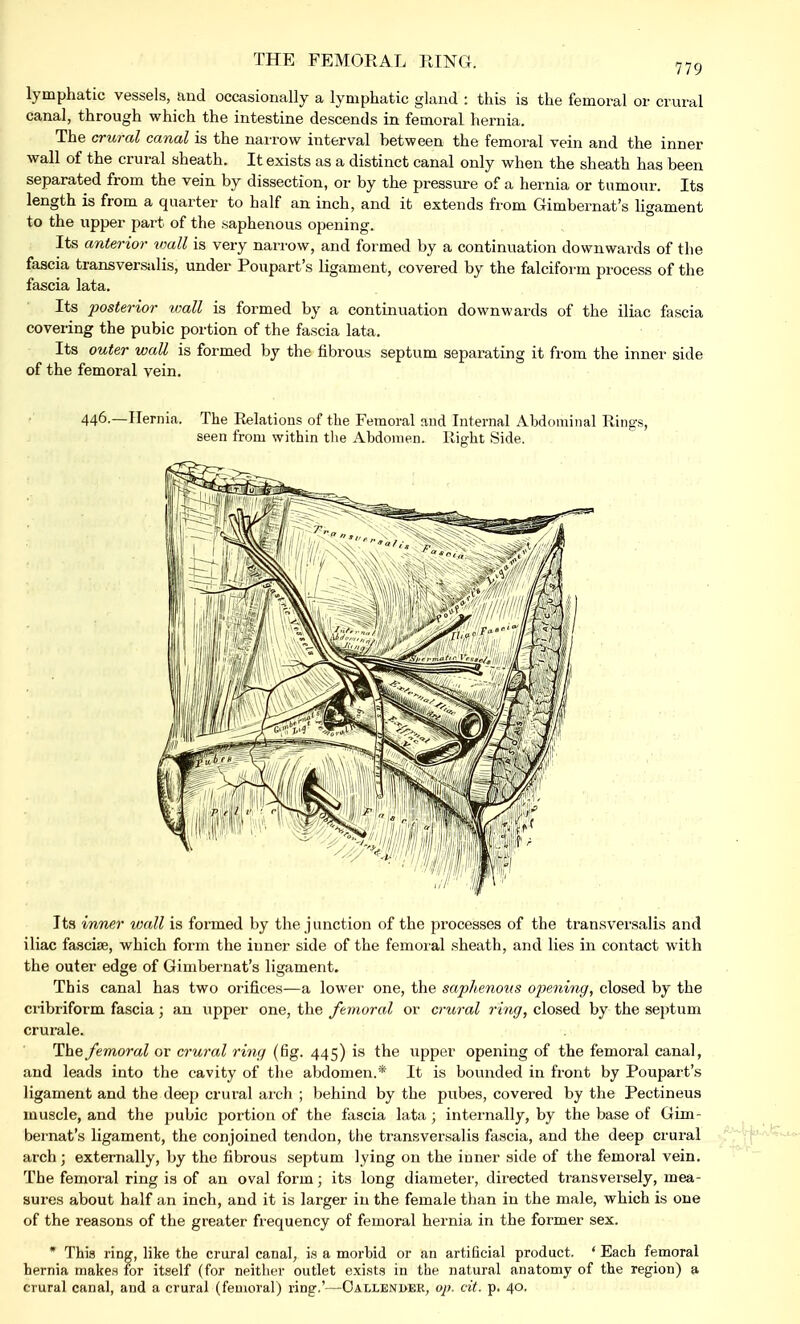 lymphatic vessels, and occasionally a lymphatic gland : this is the femoral or crural canal, through which the intestine descends in femoral hernia. The crural canal is the narrow interval between the femoral vein and the inner wall of the crural sheath. It exists as a distinct canal only when the sheath has been separated from the vein by dissection, or by the pressure of a hernia or tumour. Its length is from a quarter to half an inch, and it extends from Gimbernat's ligament to the upper part of the saphenous opening. Its anterior wall is very narrow, and formed by a continuation downwards of the fascia transversalis, under Poupart's ligament, covered by the falciform process of the fascia lata. Its posterior wall is formed by a continuation downwards of the iliac fascia covering the pubic portion of the fascia lata. Its outer wall is formed by the fibrous septum separating it from the inner side of the femoral vein. 446.—Hernia. The Relations of the Femoral and Internal Abdominal Rings, seen from within the Abdomen. Right Side. Its inner wall is formed by the junction of the processes of the transversalis and iliac fasciae, which form the inner side of the femoral sheath, and lies in contact with the outer edge of Gimbernat's ligament. This canal has two orifices—a lower one, the saphenous opening, closed by the cribriform fascia; an upper one, the femoral or crural ring, closed by the septum crurale. The femoral or crural ring (fig. 445) is the upper opening of the femoral canal, and leads into the cavity of the abdomen.* It is bounded in front by Poupart's ligament and the deep crural arch ; behind by the pubes, covered by the Pectineus muscle, and the pubic portion of the fascia lata ; internally, by the base of Gim- bernat's ligament, the conjoined tendon, the transversalis fascia, and the deep crural arch; externally, by the fibrous septum lying on the inner side of the femoral vein. The femoral ring is of an oval form; its long diameter, directed transversely, mea- sures about half an inch, and it is larger in the female than in the male, which is one of the reasons of the greater frequency of femoral hernia in the former sex. * This ring, like the crural canal, is a morbid or an artificial product. ' Each femoral hernia makes for itself (for neither outlet exists in the natural anatomy of the region) a crural canal, and a crural (femoral) ring.'—Oallender, op. cit. p. 40.