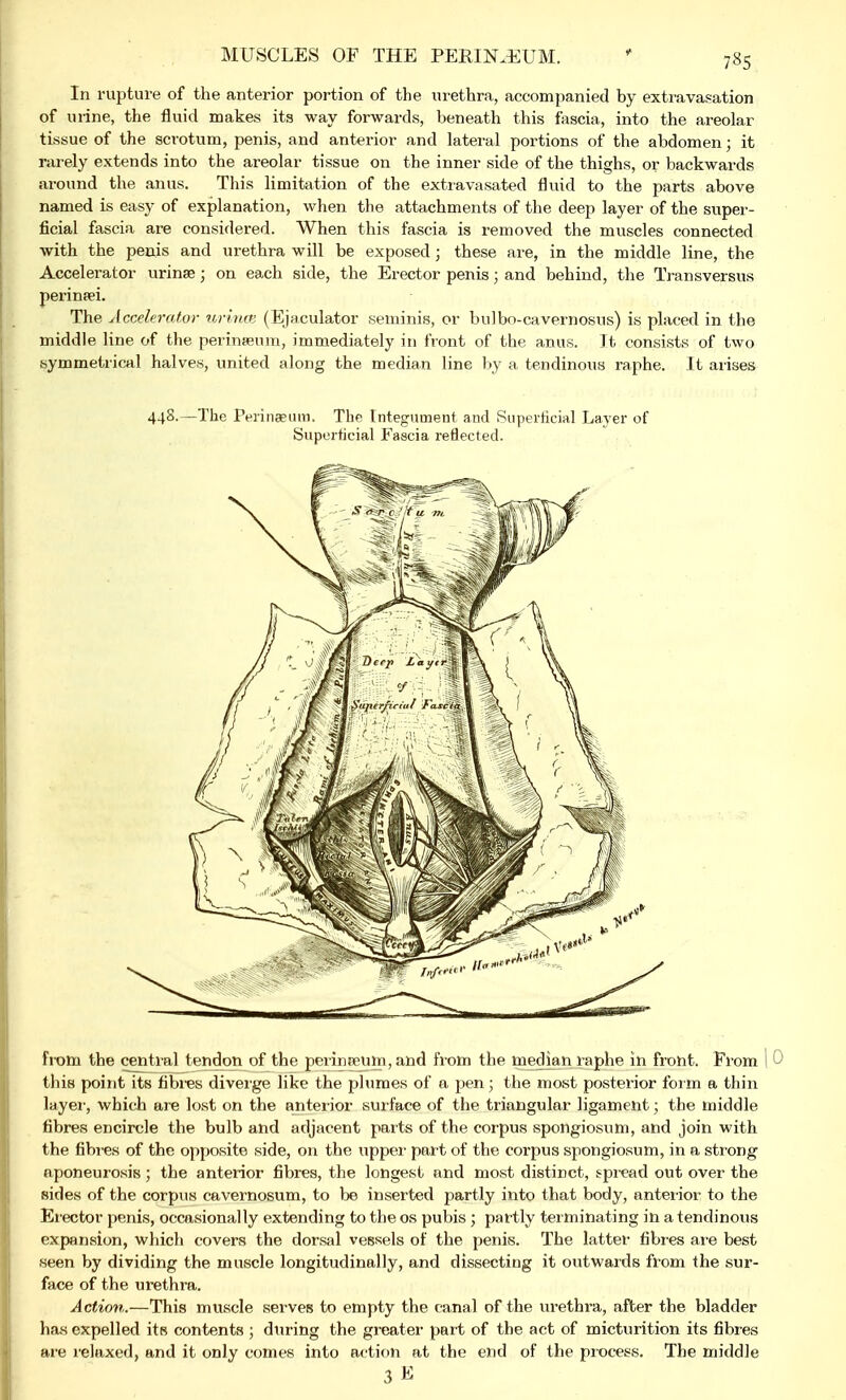 MUSCLES OF THE PERINEUM. In rupture of the anterior portion of the urethra, accompanied by extravasation of urine, the fluid makes ita way forwards, beneath this fascia, into the areolar tissue of the scrotum, penis, and anterior and lateral portions of the abdomen; it rarely extends into the areolar tissue on the inner side of the thighs, or backwards around the anus. This limitation of the extravasated fluid to the parts above named is easy of explanation, when the attachments of the deep layer of the super- ficial fascia are considered. When this fascia is removed the muscles connected with the penis and urethra will be exposed; these are, in the middle line, the Accelerator urinse; on each side, the Erector penis; and behind, the Transversus perinsei. The Accelerator urirup (Ejaculator seminis, or bulbo-cavernosus) is placed in the middle line of the perinreum, immediately in front of the anus. It consists of two symmetrical halves, united along the median line by a tendinous raphe. It arises 442-—The Perina?um. The Integument and Superficial Layer of Superficial Fascia reflected. from the central tendon of the perinneum, and from the median raphe in front. From this point its fibres diverge like the plumes of a pen; the most posterior form a thin layer1, which are lost on the anterior surface of the triangular ligament; the middle fibres encircle the bulb and adjacent parts of the corpus spongiosum, and join with the fibres of the opposite side, on the upper1 part of the corpus spongiosum, in a strong aponeurosis; the anterior fibres, the longest and most distinct, spread out over the sides of the corpus cavernosum, to be inserted partly into that body, anterior to the Erector penis, occasionally extending to the os pubis; partly terminating in a tendinous expansion, which covers the dorsal vessels of the penis. The latter- fibres are best seen by dividing the muscle longitudinally, and dissecting it outwards from the sur- face of the urethra. Action.—This muscle serves to empty the canal of the urethra, after the bladder has expelled its contents ; during the greater- part of the act of micturition its fibres are relaxed, and it only comes into action at the end of the process. The middle 3E