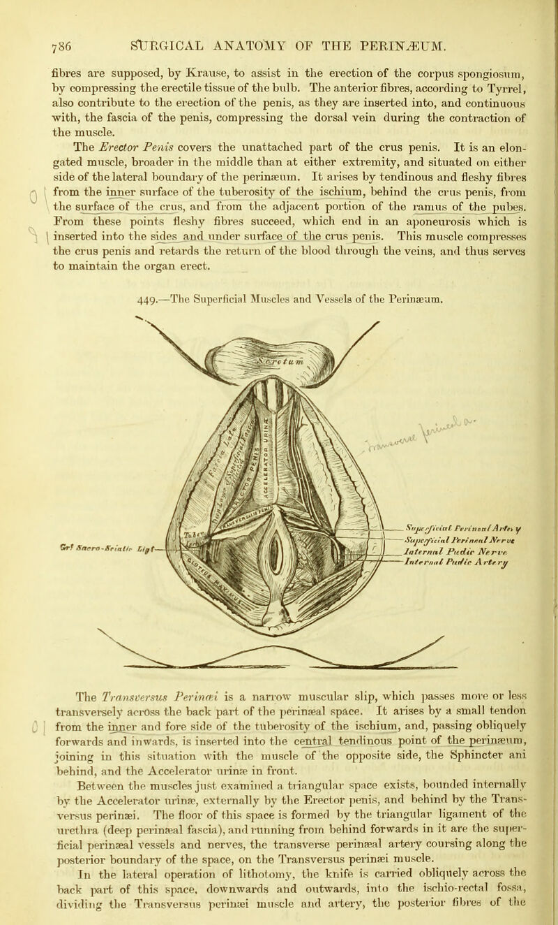 fibres are supposed, by Krause, to assist in the erection of the corpus spongiosum, by compressing the erectile tissue of the bulb. The anterior fibres, according to Tyrrel, also contribute to the erection of the penis, as they are inserted into, and continuous with, the fascia of the penis, compressing the dorsal vein during the contraction of the muscle. The Erector Penis covers the unattached part of the crus penis. It is an elon- gated muscle, broader in the middle than at either extremity, and situated on either side of the lateral boundary of the perinaeum. It arises by tendinous and fleshy fibres from the inner surface of the tuberosity of the ischium, behind the crus penis, from the surface of the cms, and from the adjacent portion of the ramus of the pubes. From these points fleshy fibres succeed, which end in an aponeurosis which is inserted into the sides and under surface of the crus penis. This muscle compresses the crus penis and retards the return of the blood through the veins, and thus serves to maintain the organ erect. 449.—The Superficial Muscles and Aressels of the Perinaeum. The Trcmsversus Ver'mmi is a narrow muscular slip, which passes more or less transversely across the back part of the perinaeal space. It arises by a small tendon from the inner and fore side of the tuberosity of the ischium, and, passing obliquely forwards and inwards, is inserted into the central tendinous point of the perinaeura, joining in this situation with the muscle of the opposite side, the Sphincter ani behind, and the Accelerator urina? in front. Between the muscles just examined a triangular space exists, bounded internally by the Accelerator urina?, externally by the Erector penis, and behind by the Trans* versus perinaei. The floor of this space is formed by the triangular ligament of the urethra (deep perinaeal fascia), and running from behind forwards in it are the super- ficial perinaeal vessels and nerves, the transverse perina?al artery coursing along the posterior boundary of the space, on the Transversus perinaei muscle. In the lateral operation of lithotomy, the knife is carried obliquely across the back part of this space, downwards and outwards, into the ischio-rectal fossa, dividing the Transversus perinaei muscle and artery, the posterior fibres of the