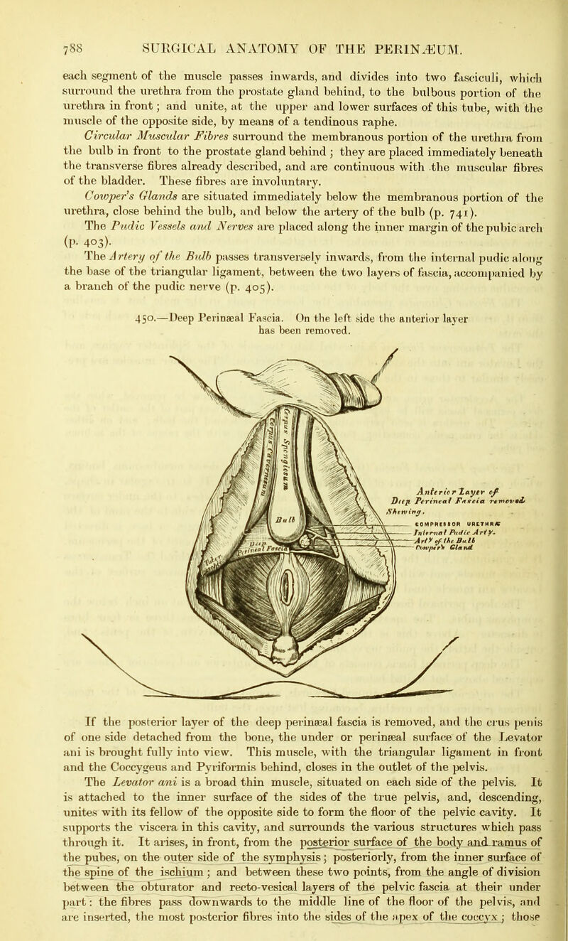 each segment of the muscle passes inwards, and divides into two fasciculi, which surround the urethra from the prostate gland behind, to the bulbous portion of the urethra in front; and unite, at the upper and lower surfaces of this tube, with the muscle of the opposite side, by means of a tendinous raphe. Circular Muscular Fibres surround the membranous portion of the urethra from the bulb in front to the prostate gland behind ; they are placed immediately beneath the transverse fibres already described, and are continuous with the muscular fibres of the bladder. These fibres are involuntary. Cowper's Glands are situated immediately below the membranous portion of the urethra, close behind the bulb, and below the artery of the bulb (p. 741). The Pudic Vessels and Nerves are placed along the inner margin of the pubic arch (P- 4°3)- The Artery of the Bulb passes transversely inwards, from the internal pudic along the base of the triangular ligament, between the two layers of fascia, accompanied by a branch of the pudic nerve (p. 405). 450.—Deep Perineal Fascia. On the left side the anterior layer has been removed. If the posterior layer of the deep perineeal fascia is removed, and the crus penis of one side detached from the bone, the under or perineeal surface of the Levator ani is brought fully into view. This muscle, with the triangular ligament in front and the Coccygeus and Pyriformis behind, closes in the outlet of the pelvis. The Levator ani is a broad thin muscle, situated on each side of the pelvis. It is attached to the inner surface of the sides of the true pelvis, and, descending, unites with its fellow of the opposite side to form the floor of the pelvic cavity. It supports the viscera in this cavity, and surrounds the various structures which pass through it. It arises, in front, from the posterior surface of the body and ramus of the pubes, on the outer side of the symphysis; posteriorly, from the inner surface of the spine of the ischium ; and between these two points, from the angle of division between the obturator and recto-vesical layers of the pelvic fascia at their under part: the fibres pass downwards to the middle line of the floor of the pelvis, and are inserted, the most posterior fibres into the sides of the apex of the_cqccyxj those