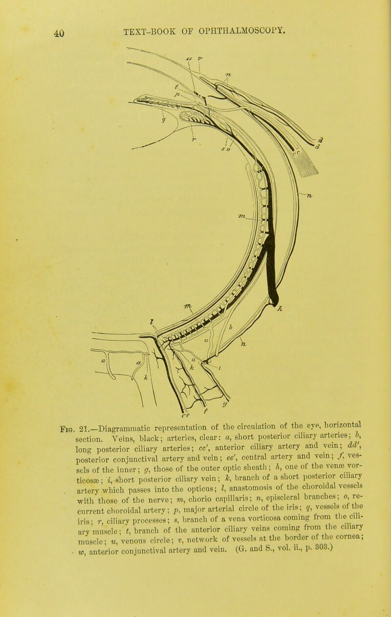 cc Fig. 21.—Diagrammatic representation of the circulation of the eye, horizontal section. Veins, black; arteries, clear: a, short posterior ciliary arteries; &, long posterior ciliary arteries; cc', anterior ciliary artery and vein; dd', posterior conjunctival artery and vein; ee', central artery and vein; /, ves- sels of the inner; g, those of the outer optic sheath; //, one of the venre vor- ticose; i, short posterior ciliary vein; Jc, branch of a short posterior ciliary artery which passes into the opticus; I, anastomosis of the choroidal vessels with those of the nerve; m, chorio capillaris; n, episcleral branches; o, re- current choroidal artery; P, major arterial circle of the iris; ?, vessels of the iris- r, ciliary processes; «, branch of a vena vorticosa coming from the cili- ary muscle; t, branch of the anterior ciliary veins coming from the ciliary muscle; u, venous circle; v, network of vessels at the border of the cornea; w, anterior conjunctival artery and vein. (G. and S., vol. n., p. 303.)