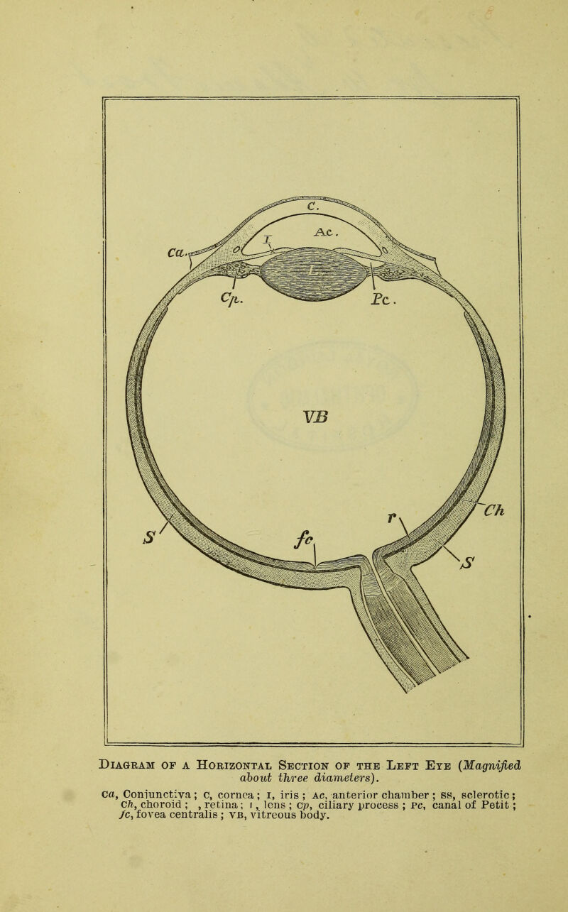 Diagram of a Horizontal Section of the Left Eye (Magnified about three diameters). ca, Conjunctiva; c, cornea; i, iris; Ac, anterior chamber; ss, sclerotic; ch, choroid ; , retina; i, lens ; cp, ciliary process ; pc, canal of Petit; /c, fovea centralis; vb, vitreous body.