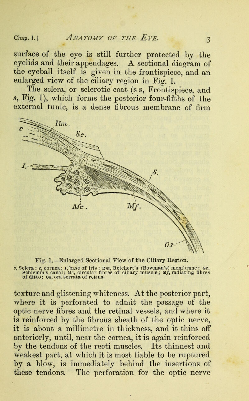 3 surface of the eye is still further protected by the eyelids and their appendages. A sectional diagram of the eyeball itself is given in the frontispiece, and an enlarged view of the ciliary region in Fig. 1. The sclera, or sclerotic coat (s s, Frontispiece, and s, Fig. 1), which forms the posterior four-fifths of the external tunic, is a dense fibrous membrane of firm Fig. 1.—Enlarged Sectional View of the Ciliary Eegion. s, Sclera ; c, cornea; i, base of iris : Rm, Reichert's (Bowman's) membrane; sc, Schlemm's canal; mc, circular fibres of ciliary muscle; m/, radiating fibres of ditto; os, ora serrata of retina. texture and glistening whiteness. At the posterior part, where it is perforated to admit the passage of the optic nerve fibres and the retinal vessels, and where it is reinforced by the fibrous sheath of the optic nerve, it is about a millimetre in thickness, and it thins off anteriorly, until, near the cornea, it is again reinforced by the tendons of the recti muscles. Its thinnest and weakest part, at which it is most liable to be ruptured by a blow, is immediately behind the insertions of these tendons. The perforation for the optic nerve