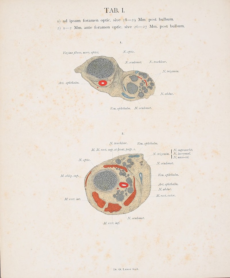 1) ad ipsum foramcn optic. sive 28—29 Mm, post bulbum. 2) i_2 Mm. ante foramen optic. sive 26—27 Mm. post bulbmn. ]\«ii!ir fihros. nerv, optici. N. optic. N. ociilomot. N. tvochUar. N. trimniii. Art. ophtlialin. N. trocMcar. Yen. ophthalm. M. M. rect. sup. et hat. palp. s. M. ohliq. Slip. N. optic. ( N. siipraorhit. N. i N. trigemin. ! N. lacrymal. \ N. naso-cil. Vcn. ophthaln. Art. ophthalm. N. ahduc. 1/. rcct. extcr. ^M. rect. inf.