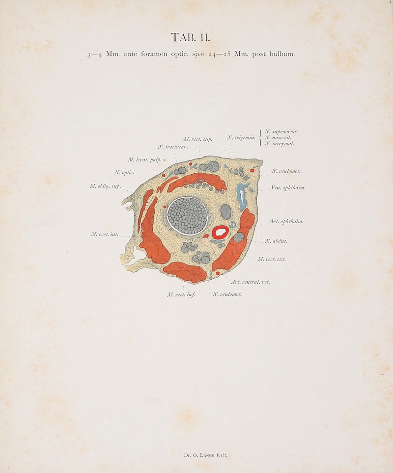 3—4 Mm. ante foramcn optic. sive 24—2 5 Mm. post bulbum. f N. siipraorhit. N.naso-cil. M. rcct. Ulf. AL ocnlomot.