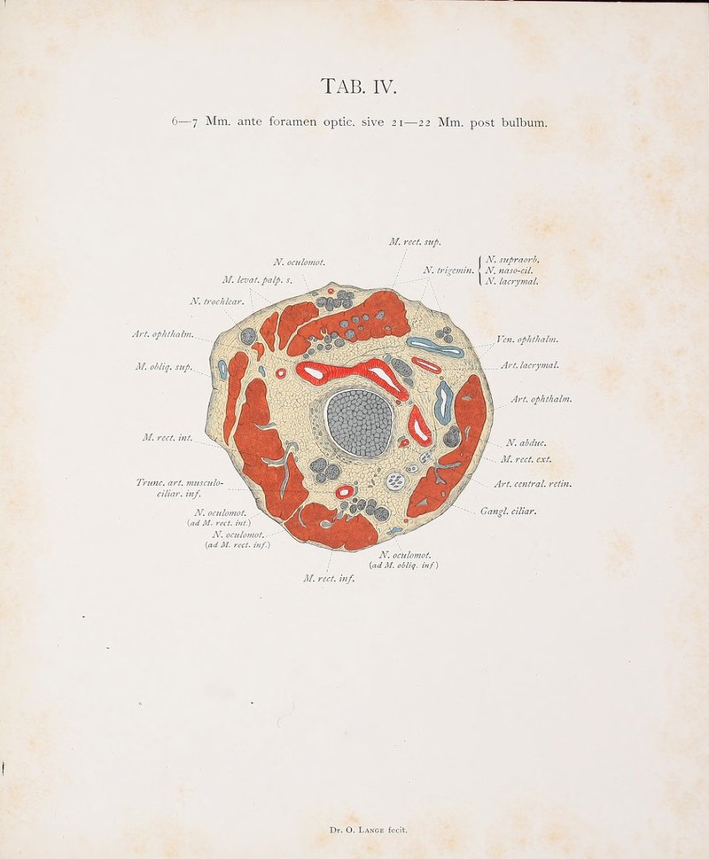 6—7 Mm. ante foramen optic. sive 21—22 Mm. post bulbum.