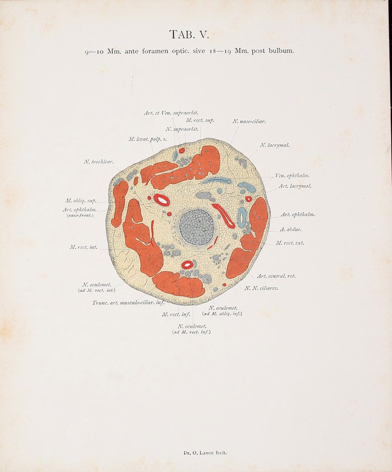 g—lo Mm. ante foramen optic. sive i8—19 Mm. post bulbum.