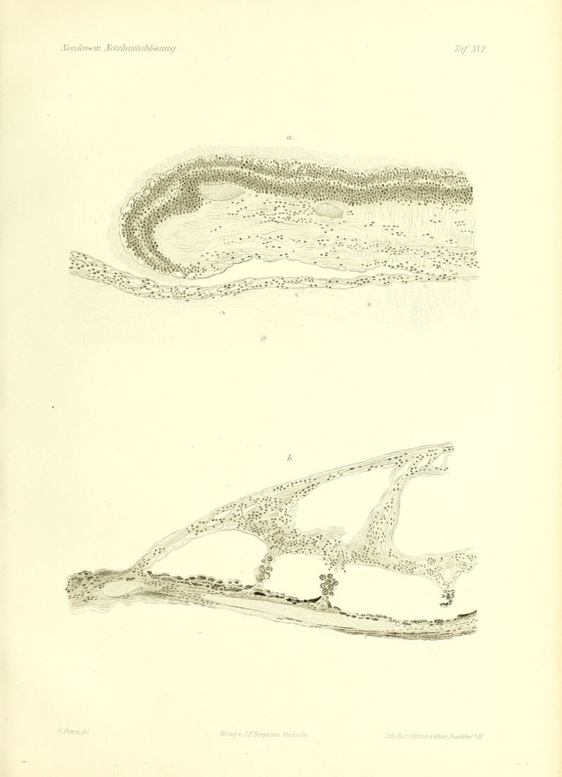 7a/: MV. a. (f. 'Peteride! '^■''■t yJ.J'Ber^cmn.l'.iaiadm. liA.Ä,is:Ary/crncrimer.}^cmirvrt''.-M