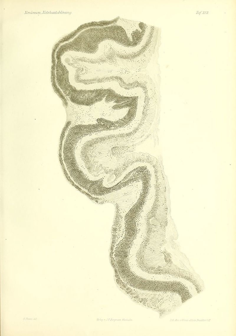 O.Psters del Verlag r JFBayR<aa:. KaSa&r..  Z-^..Aat.trhirne-AWkUr.S-csMci V/