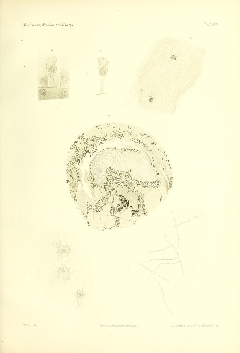 Verlag zj.F3ir^:r^r.r^, W^ishaden.