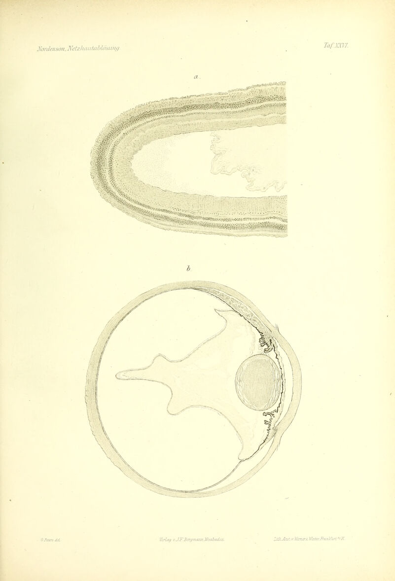]\'ordmsoii,Netz]i(iutahlosLui(/. O.Feurs dd. Lah.Anst. V. Vcriwi. VinterFmnkCuxl //■f.