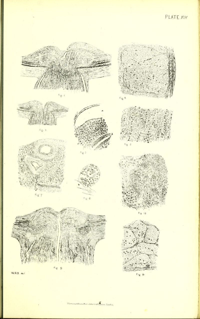 PLATE XIV