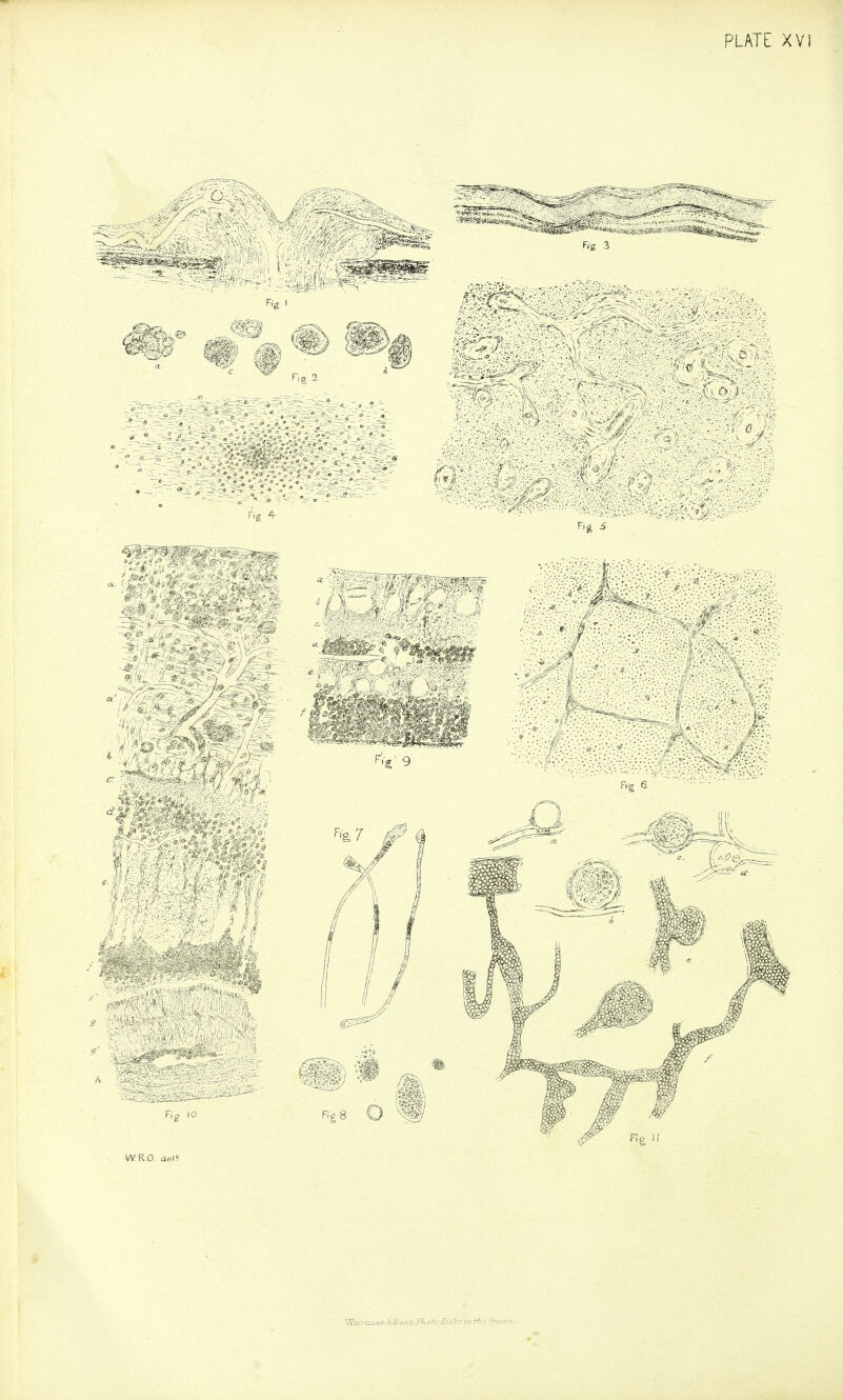 PLATE XVI