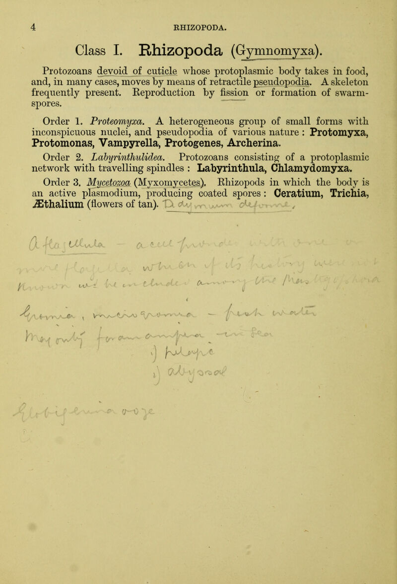 Class I. Rhizopoda (Gymnomyxa). Protozoans devoid of cuticle whose protoplasmic body takes in food, and, in many cases, moves by means of retractile pseudopodia. A skeleton frequently present. Eeproduction by fission or formation of swarm- spores. Order 1. Proteomyxa. A heterogeneous group of small forms with inconspicuous nuclei, and pseudopodia of various nature : Protomyxa, Protomonas, Vampyrella, Protogenes, Archerina. Order 2. Labyrinthulidea. Protozoans consisting of a protoplasmic network with travelling spindles : Labyrinthula, Chlamydomyxa. Order 3. Mycetozoa (Myxomycetes). Ehizopods in which the body is an active plasmodium, producing coated spores : Ceratium, Trichia, iEthalium (flowers of tan). ' jl fan j (AA a. <uaJ- <