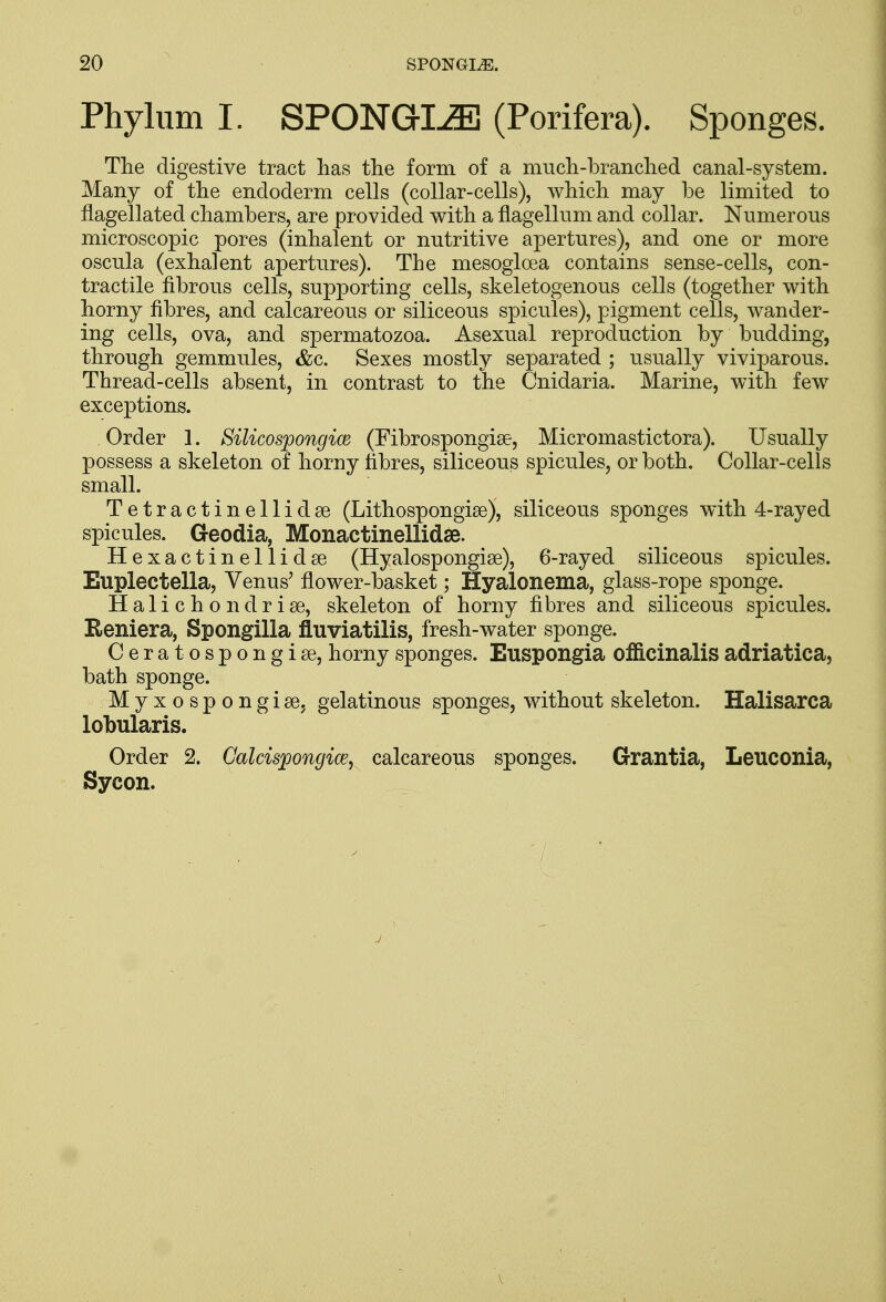 Phylum I. SPONGIJE (Porifera). Sponges. The digestive tract has the form of a much-branched canal-system. Many of the endoderm cells (collar-cells), which may be limited to flagellated chambers, are provided with a flagellum and collar. Numerous microscopic pores (inhalent or nutritive apertures), and one or more oscula (exhalent apertures). The mesoglcea contains sense-cells, con- tractile fibrous cells, supporting cells, skeletogenous cells (together with horny fibres, and calcareous or siliceous spicules), pigment cells, wander- ing cells, ova, and spermatozoa. Asexual reproduction by budding, through gemmules, &c. Sexes mostly separated ; usually viviparous. Thread-cells absent, in contrast to the Cnidaria. Marine, with few exceptions. Order 1. Silicospongim (Fibrospongise, Micromastictora). Usually possess a skeleton of horny fibres, siliceous spicules, or both. Collar-cells small. Tetractinellidse (Lithospongise), siliceous sponges with 4-rayed spicules. Geodia, Monactinellid£. Hexactinellidee (Hyalospongise), 6-rayecl siliceous spicules. Euplectella, Venus' flower-basket; Hyalonema, glass-rope sponge. Halichondrise, skeleton of horny fibres and siliceous spicules. Reniera, Spongilla fluviatilis, fresh-water sponge. Ceratospongise, horny sponges. Euspongia officinalis adriatica, bath sponge. Myxospongise, gelatinous sponges, without skeleton. Halisarca lobularis. Order 2. Calcisjpongice, calcareous sponges. Grantia, Leuconia, Sycon. 7