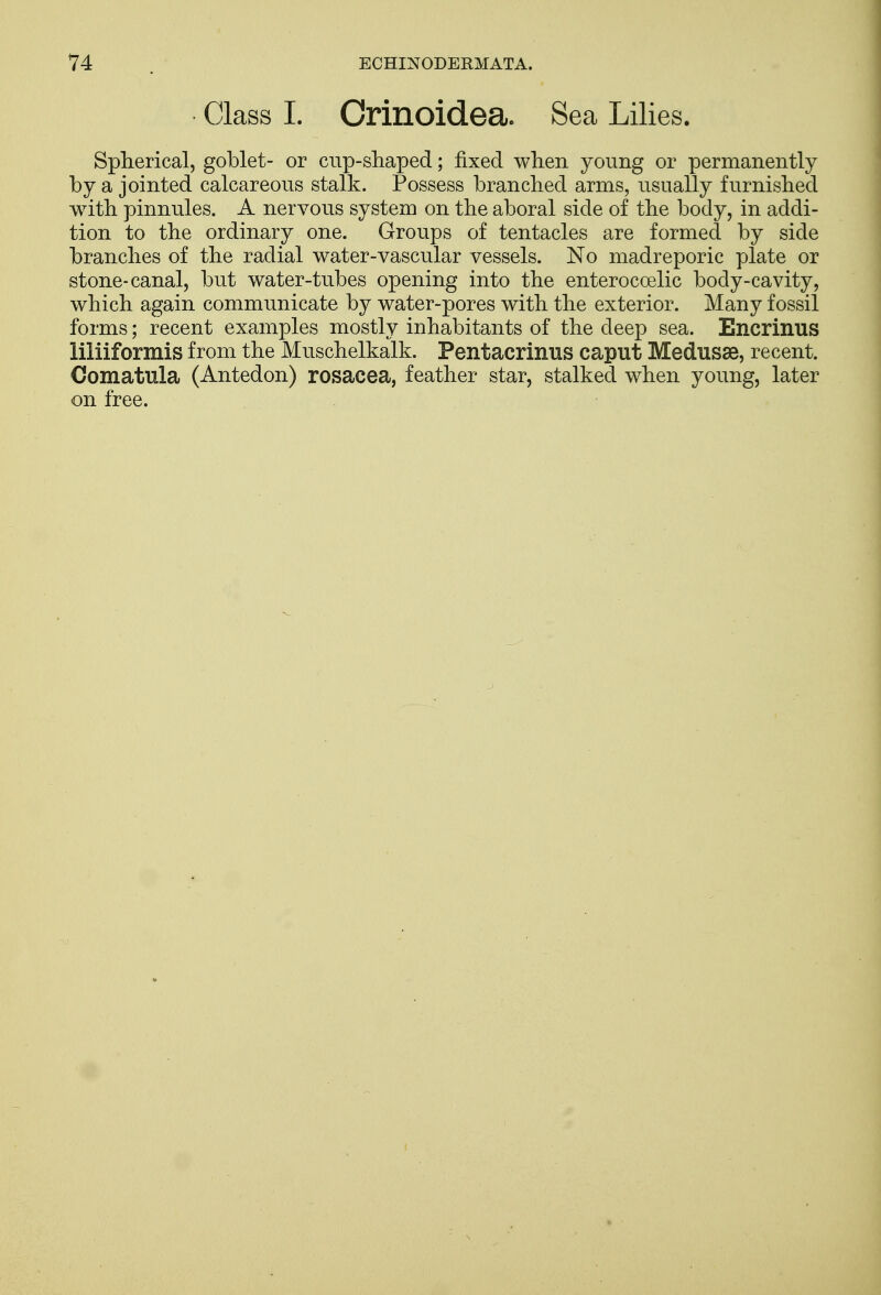 Class I. Crinoidea. Sea Lilies. Spherical, goblet- or cup-shaped; fixed when young or permanently by a jointed calcareous stalk. Possess branched arms, usually furnished with pinnules. A nervous system on the aboral side of the body, in addi- tion to the ordinary one. Groups of tentacles are formed by side branches of the radial water-vascular vessels. No madreporic plate or stone-canal, but water-tubes opening into the enterocoelic body-cavity, which again communicate by water-pores with the exterior. Many fossil forms; recent examples mostly inhabitants of the deep sea. Encrinus liliiformis from the Muschelkalk. Pentacrinus caput Medusae, recent. Comatula (Antedon) rosacea, feather star, stalked when young, later on free.