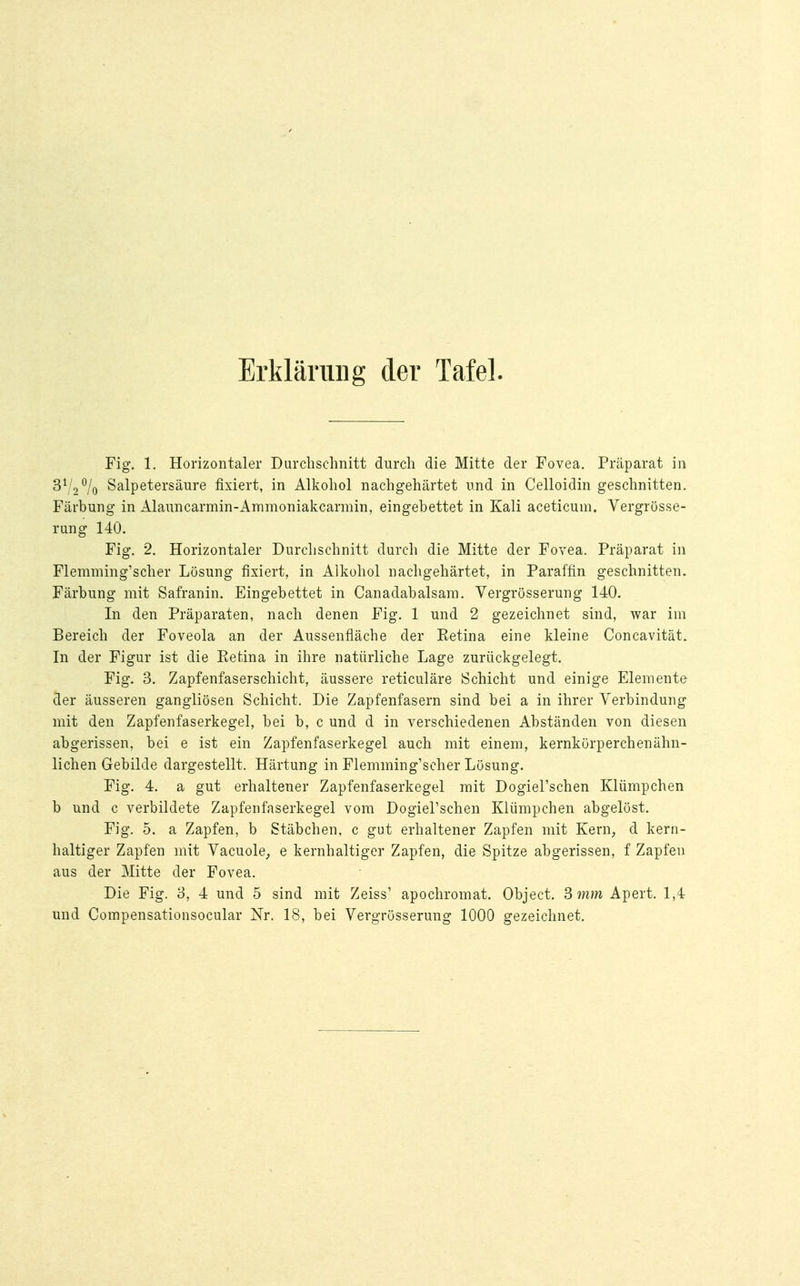 Erklärung der Tafel. Fig. 1. Horizontaler Durchschnitt durch die Mitte der Fovea. Präparat in 372% Salpetersäure fixiert, in Alkohol nachgehärtet und in Celloidin geschnitten. Färbung in Alauncarmin-Ammoniakcarmin, eingebettet in Kali aceticum. Vergrösse- rung 140. Fig. 2. Horizontaler Durchschnitt durch die Mitte der Fovea. Präparat in Flemming'sctier Lösung fixiert, in Alkohol nachgehärtet, in Paraffin geschnitten. Färbung mit Safranin. Eingebettet in Canadabalsam. Vergrösserung 140. In den Präparaten, nach denen Fig. 1 und 2 gezeichnet sind, war im Bereich der Foveola an der Aussenfläche der Eetina eine kleine Concavität. In der Figur ist die Ketina in ihre natürliche Lage zurückgelegt. Fig. 3. Zapfenfaserschicht, äussere reticuläre Schicht und einige Elemente cler äusseren gangliösen Schicht. Die Zapfenfasern sind bei a in ihrer Verbindung mit den Zapfenfaserkegel, bei b, c und d in verschiedenen Abständen von diesen abgerissen, bei e ist ein Zapfenfaserkegel auch mit einem, kernkürperchenähn- lichen Gebilde dargestellt. Härtung in Flemming'seher Lösung. Fig. 4. a gut erhaltener Zapfenfaserkegel mit Dogiel'schen Klümpchen b und c verbildete Zapfenfaserkegel vom Dogierschen Klümpchen abgelöst. Fig. 5. a Zapfen, b Stäbchen, c gut erhaltener Zapfen mit Kern, d kern- haltiger Zapfen mit Vacuole, e kernhaltiger Zapfen, die Spitze abgerissen, f Zapfen aus der Mitte der Fovea. Die Fig. 3, 4 und 5 sind mit Zeiss' apochromat. Object. 3 mm Apert. 1,4 und Compensationsocular Nr. 18, bei Vergrösserung 1000 gezeichnet.