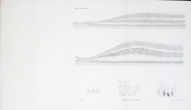 Dimmer; Manila lutea