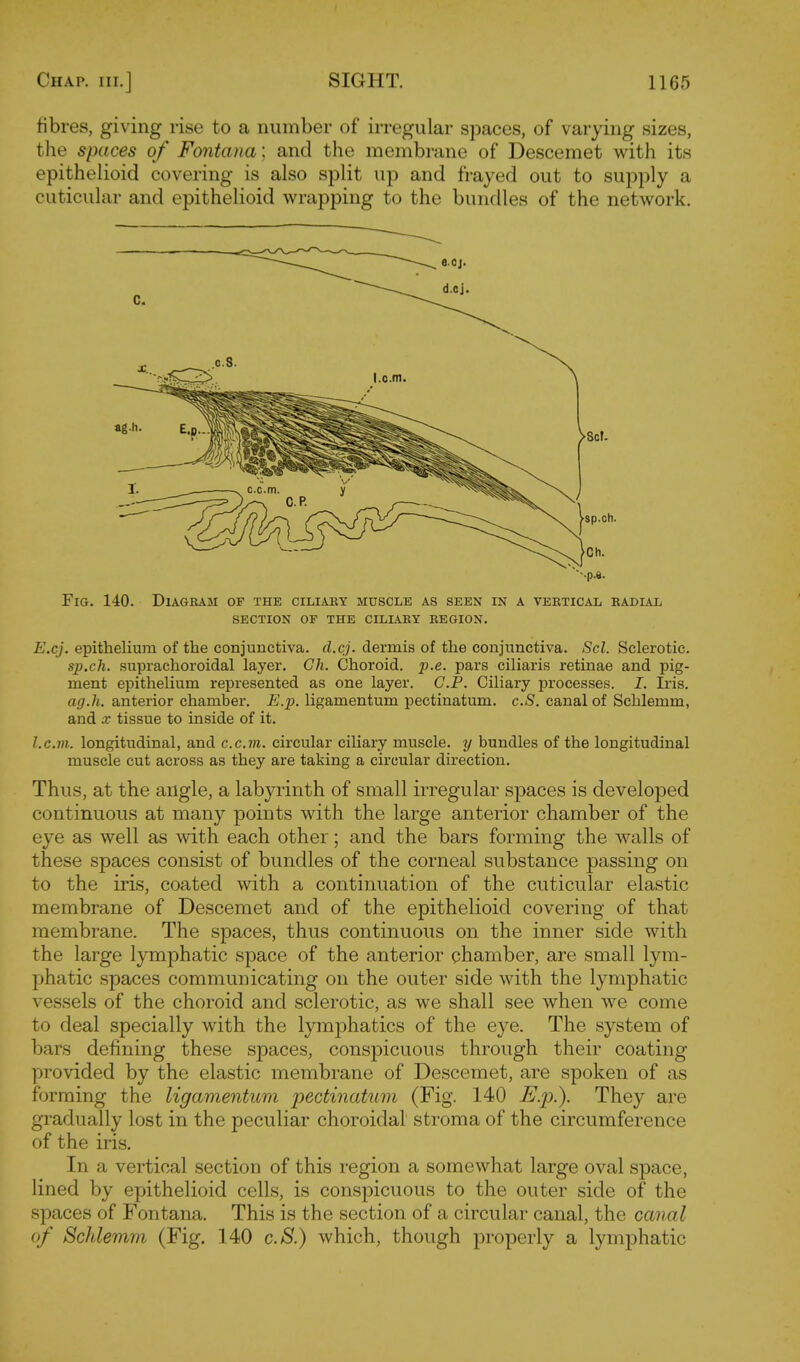 fibres, giving rise to a number of irregular spaces, of varying sizes, the spaces of Fontana; and the membrane of Descemet with its epithelioid covering is also split up and frayed out to supply a cuticular and epithelioid wrapping to the bundles of the network. c. Fig. 140. Diagram of the ciliary muscle as seen in a vertical radial section of the ciliary region. E.cj. epithelium of the conjunctiva, d.cj. dermis of the conjunctiva. Scl. Sclerotic. sp.ch. suprachoroidal layer. Ch. Choroid, p.e. pars ciliaris retinae and pig- ment epithelium represented as one layer. CP. Ciliary processes. I. Iris. ag.li. anterior chamber, E.x). ligamentum pectinatum. c.S. canal of Schlemm, and .r tissue to inside of it. I.cm. longitudinal, and c.c.vi. circular cihary muscle, y bundles of the longitudinal muscle cut across as they are taking a circular direction. Thus, at the angle, a labyrinth of small irregular spaces is developed continuous at many points with the large anterior chamber of the eye as well as with each other; and the bars forming the walls of these spaces consist of bundles of the corneal substance passing on to the iris, coated with a continuation of the cuticular elastic membrane of Descemet and of the epithelioid covering of that membrane. The spaces, thus continuous on the inner side with the large lymphatic space of the anterior chamber, are small lym- phatic spaces communicating on the outer side with the lymphatic vessels of the choroid and sclerotic, as we shall see when we come to deal specially with the lymjDhatics of the eye. The system of bars defining these spaces, conspicuous through their coating provided by the elastic membrane of Descemet, are spoken of as forming the ligamentum pectinatum (Fig. 140 E.p.). They are gradually lost in the peculiar choroidal stroma of the circumference of the iris. In a vertical section of this region a somewhat large oval space, lined by epithelioid cells, is consiDicuous to the outer side of the spaces of Fontana. This is the section of a circular canal, the canal of Schlemm (Fig. 140 c.S.) which, though properly a lymphatic