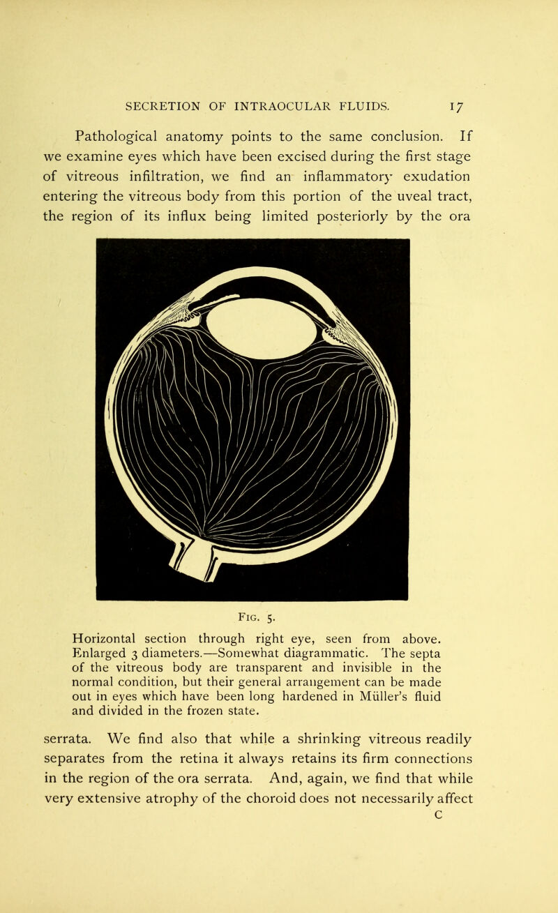 Pathological anatomy points to the same conclusion. If we examine eyes which have been excised during the first stage of vitreous infiltration, we find an inflammatory exudation entering the vitreous body from this portion of the uveal tract, the region of its influx being limited posteriorly by the ora Fig. 5. Horizontal section through right eye, seen from above. Enlarged 3 diameters.—Somewhat diagrammatic. The septa of the vitreous body are transparent and invisible in the normal condition, but their general arrangement can be made out in eyes which have been long hardened in Muller's fluid and divided in the frozen state. serrata. We find also that while a shrinking vitreous readily separates from the retina it always retains its firm connections in the region of the ora serrata. And, again, we find that while very extensive atrophy of the choroid does not necessarily affect C