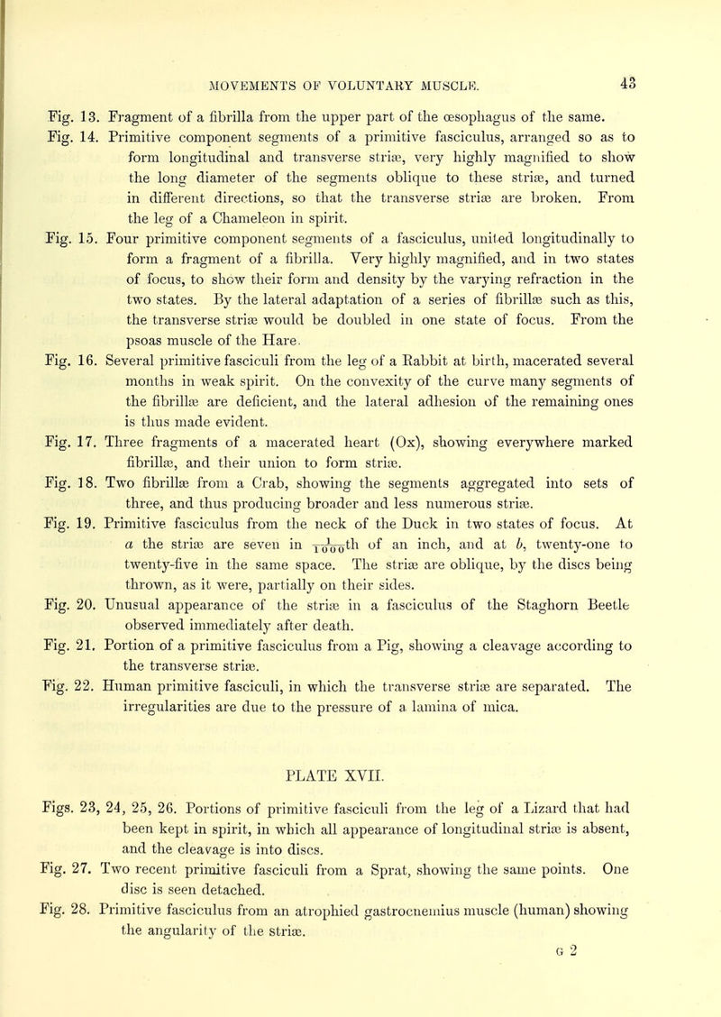 Fig. 13. Fragment of a fibrilla from the upper part of the oesophagus of the same. Fig. 14. Primitive component segments of a primitive fasciculus, arranged so as to form longitudinal and transverse striae, very highly magnified to show the long diameter of the segments oblique to these strife, and turned in different directions, so that the transverse striae are broken. From the leg of a Chameleon in spirit. Fig. 15. Four primitive component segments of a fasciculus, united longitudinally to form a fragment of a fibrilla. Yery highly magnified, and in two states of focus, to show their form and density by the varying refraction in the two states. By the lateral adaptation of a series of fibrillae such as this, the transverse striae would be doubled in one state of focus. From the psoas muscle of the Hare. Fig. 16. Several primitive fasciculi from the leg of a Eabbit at birth, macerated several months in weak spirit. On the convexity of the curve many segments of the fibrillae are deficient, and the lateral adhesion of the remaining ones is thus made evident. Fig. 17. Three fragments of a macerated heart (Ox), showing everywhere marked fibrillse, and their union to form striae. Fig. 18. Two fibrillae from a Crab, showing the segments aggregated into sets of three, and thus producing broader and less numerous striae. Fig. 19. Primitive fasciculus from the neck of the Duck in two states of focus. At a the striae are seven in y-^o^1 °f an inch, and at b, twenty-one to twenty-five in the same space. The striae are oblique, by the discs being thrown, as it were, partially on their sides. Fig. 20. Unusual appearance of the striae in a fasciculus of the Staghorn Beetle observed immediately after death. Fig. 21. Portion of a primitive fasciculus from a Pig, showing a cleavage according to the transverse striae. Fig. 22. Human primitive fasciculi, in which the transverse striae are separated. The irregularities are due to the pressure of a lamina of mica. PLATE XVII. Figs. 23, 24, 25, 26. Portions of primitive fasciculi from the leg of a Lizard that had been kept in spirit, in which all appearance of longitudinal striae is absent, and the cleavage is into discs. Fig. 27. Two recent primitive fasciculi from a Sprat, showing the same points. One disc is seen detached. Fig. 28. Primitive fasciculus from an atrophied gastrocnemius muscle (human) showing the angularity of the striae. g 2