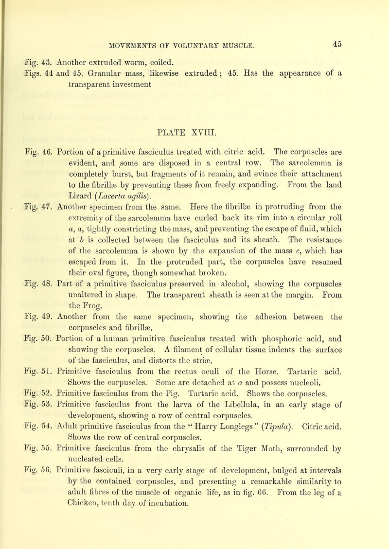 Fig. 43. Another extruded worm, coiled. Figs. 44 and 45. Granular mass, likewise extruded ; 45. Has the appearance of a transparent investment PLATE XVIII. Fig. 46. Portion of a primitive fasciculus treated with citric acid. The corpuscles are evident, and some are disposed in a central row. The sarcolemma is completely burst, but fragments of it remain, and evince their attachment to the fibrillas by preventing these from freely expanding. From the land Lizard (Lacerta agilis). Fig. 47. Another specimen from the same. Here the fibrilke in protruding from the extremity of the sarcolemma have curled back its rim into a circular roll a, a, tightly constricting the mass, and preventing the escape of fluid, which at b is collected between the fasciculus and its sheath. The resistance of the sarcolemma is shown by the expansion of the mass c, which has escaped from it. In the protruded part, the corpuscles have resumed their oval figure, though somewhat broken. Fig. 48. Part of a primitive fasciculus preserved in alcohol, showing the corpuscles unaltered in shape. The transparent sheath is seen at the margin. From the Frog. Fig. 49. Another from the same specimen, showing the adhesion between the corpuscles and fibrillse. Fig. 50. Portion of a human primitive fasciculus treated with phosphoric acid, and showing the corpuscles. A filament of cellular tissue indents the surface of the fasciculus, and distorts the strige. Fig. 51. Primitive fasciculus from the rectus oculi of the Horse. Tartaric acid. Shows the corpuscles. Some are detached at a and possess nucleoli. Fig. 52. Primitive fasciculus from the Pig. Tartaric acid. Shows the corpuscles. Fig. 53. Primitive fasciculus from the larva of the Libellula, in an early stage of development, showing a row of central corpuscles. Fig. 54. Adult primitive fasciculus from the Harry Longlegs  (Tipula). Citric acid. Shows the row of central corpuscles. Fig. 55. Primitive fasciculus from the chrysalis of the Tiger Moth, surrounded by nucleated cells. Fig. 56. Primitive fasciculi, in a very early stage of development, bulged at intervals by the contained corpuscles, and presenting a remarkable similarity to adult fibres of the muscle of organic life, as in fig. 66. From the leg of a Chicken, tenth day of incubation.