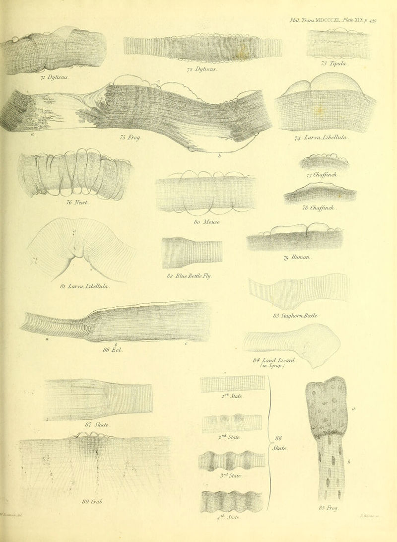 Jl Dt/llSClLS. 76 Newt. 8l Zarva.ZzbelhilcL . ;'!,?; ::r'rj mm. • 72 Dytiscus. 75 Fn 2^' Mouse 82 Blue Bottle Fly. JPMr. Irans.MDCQZM. .Butte JJX.p. 4gg. 73 TxpidcL 7^ ZarvcL.Zibelhdcv. 77 CfiaffincJt 78 Chaffmxh Human . i^st^fP':',;t:v &? StaghorrvBeetle. 86 Eel. 1st State,. Z7^ State. 84 Zand Lizard. /-ijb Syrup.J Skate. 89 Crab. 3rd'State. 4 Jfefc. 85 Frog.