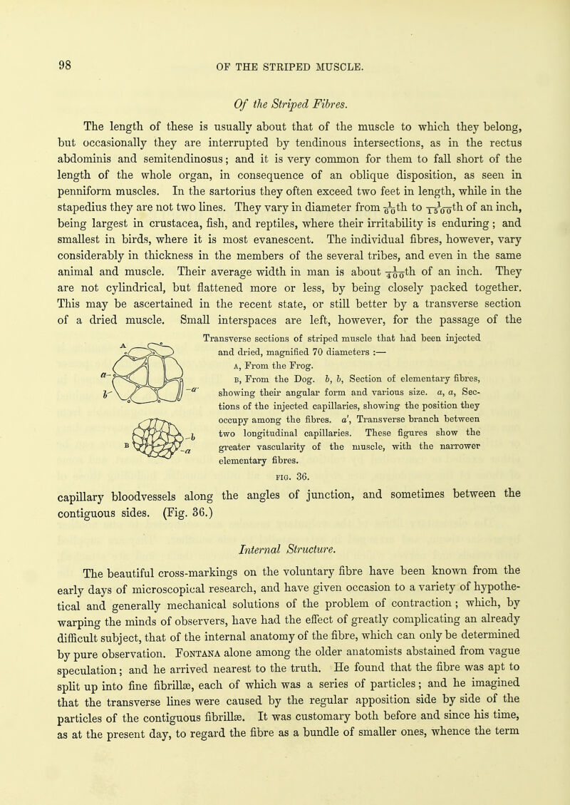 Of the Striped Fibres. The length, of these is usually about that of the muscle to which they belong, but occasionally they are interrupted by tendinous intersections, as in the rectus abdominis and semitendinosus; and it is very common for them to fall short of the length of the whole organ, in consequence of an oblique disposition, as seen in penniform muscles. In the sartorius they often exceed two feet in length, while in the stapedius they are not two lines. They vary in diameter from -g^th to T^o_otn °f an incn> being largest in Crustacea, fish, and reptiles, where their irritability is enduring ; and smallest in birds, where it is most evanescent. The individual fibres, however, vary considerably in thickness in the members of the several tribes, and even in the same animal and muscle. Their average width in man is about -^oth of an inch. They are not cylindrical, but flattened more or less, by being closely packed together. This may be ascertained in the recent state, or still better by a transverse section of a dried muscle. Small interspaces are left, however, for the passage of the Transverse sections of striped muscle that had been injected and dried, magnified 70 diameters :— A, From the Frog. B, From the Dog. b, b, Section of elementary fibres, showing their angular form and various size, a, a, Sec- tions of the injected capillaries, showing the position they occupy among the fibres, a, Transverse branch between two longitudinal capillaries. These figures show the greater vascularity of the muscle, with the narrower elementary fibres. pig. 36. capillary bloodvessels along the angles of junction, and sometimes between the contiguous sides. (Fig. 36.) Internal Structure. The beautiful cross-markings on the voluntary fibre have been known from the early days of microscopical research, and have given occasion to a variety of hypothe- tical and generally mechanical solutions of the problem of contraction ; which, by warping the minds of observers, have had the effect of greatly complicating an already difficult subject, that of the internal anatomy of the fibre, which can only be determined by pure observation. Fontana alone among the older anatomists abstained from vague speculation; and he arrived nearest to the truth. He found that the fibre was apt to split up into fine fibrilke, each of which was a series of particles; and he imagined that the transverse lines were caused by the regular apposition side by side of the particles of the contiguous fibrillge. It was customary both before and since his time, as at the present day, to regard the fibre as a bundle of smaller ones, whence the term