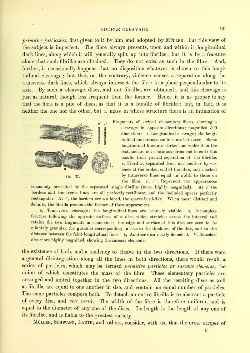 primitive fasciculus, first given to it by him and adopted by Muller : but this view of the subject is imperfect. The fibre always presents, upon and within it, longitudinal dark lines, along which it will generally split up into fibrilke; but it is by a fracture alone that such fibrillar are obtained. They do not exist as such in the fibre. And, further, it occasionally happens that no disposition whatever is shown to this longi- tudinal cleavage ; but that, on the contrary, violence causes a separation along the transverse dark lines, which always intersect the fibre in a plane perpendicular to its axis. By such a cleavage, discs, and not fibriUse, are obtained; and this cleavage is just as natural, though less frequent than the former. Hence it is as proper to say that the fibre is a pile of discs, as that it is a bundle of fibrillar: but, in fact, it is neither the one nor the other, but a mass in whose structure there is an intimation of rf r- ,„ Fragments of striped elementary fibres, showing a cleavage in opposite directions; magnified 300 diameters:—A, Longitudinal cleavage ; the longi- tudinal and transverse lines are both seen. Some longitudinal lines are darker and wider than the rest, and are not continuous from end to end : this results from partial separation of the nbrillas. c, Fibrilla?, separated from one another by vio- lence at the broken end of the fibre, and marked by transverse lines equal in width to those on the fibre, c', c, Represent two appearances commonly presented by the separated single fibrillar (more highly magnified). At c' the borders and transverse lines are all perfectly rectilinear, and the included spaces perfectly rectangular. At c, the borders are scalloped, the spaces bead-like. When most distinct and definite, the fibrilla presents the former of these appearances. b, Transverse cleavage; the longitudinal lines are scarcely visible, a, Incomplete fracture following the opposite surfaces of a disc, which stretches across the inteiwal and retains the two fragments in connexion; the edge and surface of this disc are seen to be minutely granular, the granules corresponding in size to the thickness of the disc, and to the distance between the faint longitudinal lines, b, Another disc nearly detached, b', Detached disc more highly magnified, showing the sarcous elements. the existence of both, and a tendency to cleave in the two directions. If there were a general disintegration • along all the lines in both directions, there would result a series of particles, which may be termed primitive particles or sarcous elements, the union of which constitutes the mass of the fibre. These elementary particles are arranged and united together in the two directions. All the resulting discs as well as fibrilla are equal to one another in size, and contain an equal number of particles, The same particles compose both. To detach an entire fibrilla is to abstract a particle of every disc, and vice versd. The width of the fibre is therefore uniform, and is equal to the diameter of any one of the discs. Its length is the length of any one of its fibrillas, and is liable to the greatest variety. Muller, Schwann, Lauth, and others, consider, with us, that the cross stripes of p FIG. 37.