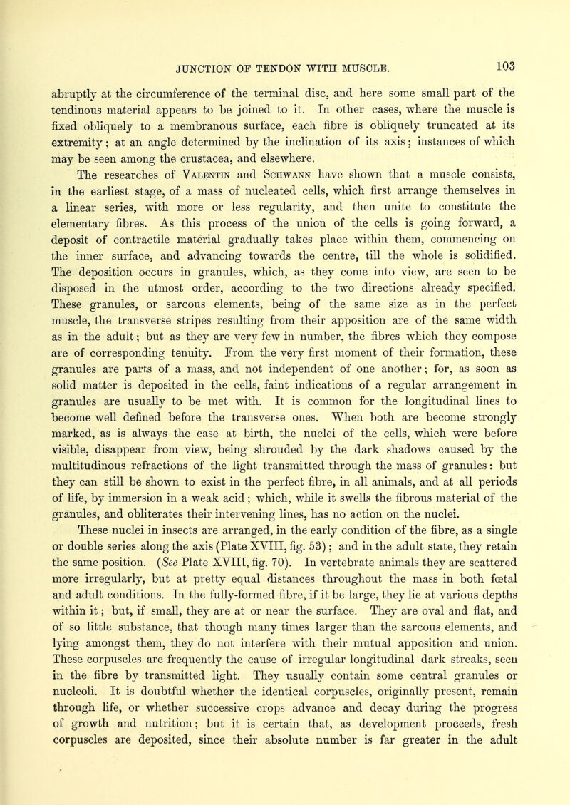 JUNCTION OF TENDON WITH MUSCLE. abruptly at the circumference of the terminal disc, and. here some small part of the tendinous material appears to be joined to it. In other cases, where the muscle is fixed obliquely to a membranous surface, each fibre is obliquely truncated at its extremity; at an angle determined by the inclination of its axis; instances of which may be seen among the Crustacea, and elsewhere. The researches of Valentin and Schwann have shown that a muscle consists, in the earliest stage, of a mass of nucleated cells, which first arrange themselves in a linear series, with more or less regularity, and then unite to constitute the elementary fibres. As this process of the union of the cells is going forward, a deposit of contractile material gradually takes place within them, commencing on the inner surface, and advancing towards the centre, till the whole is solidified. The deposition occurs in granules, which, as they come into view, are seen to be disposed in the utmost order, according to the two directions already specified. These granules, or sarcous elements, being of the same size as in the perfect muscle, the transverse stripes resulting from their apposition are of the same width as in the adult; but as they are very few in number, the fibres which they compose are of corresponding tenuity. From the very first moment of their formation, these granules are parts of a mass, and not independent of one another; for, as soon as solid matter is deposited in the cells, faint indications of a regular arrangement in granules are usually to be met with. It is common for the longitudinal lines to become well defined before the transverse ones. When both are become strongly marked, as is always the case at birth, the nuclei of the cells, which were before visible, disappear from view, being shrouded by the dark shadows caused by the multitudinous refractions of the light transmitted through the mass of granules: but they can still be shown to exist in the perfect fibre, in all animals, and at all periods of life, by immersion in a weak acid; which, while it swells the fibrous material of the granules, and obliterates their intervening lines, has no action on the nuclei. These nuclei in insects are arranged, in the early condition of the fibre, as a single or double series along the axis (Plate XVIII, fig. 53); and in the adult state, they retain the same position. (See Plate XVIII, fig. 70). In vertebrate animals they are scattered more irregularly, but at pretty equal distances throughout the mass in both foetal and adult conditions. In the fully-formed fibre, if it be large, they lie at various depths within it; but, if small, they are at or near the surface. They are oval and fiat, and of so little substance, that though many times larger than the sarcous elements, and lying amongst them, they do not interfere with their mutual apposition and union. These corpuscles are frequently the cause of irregular longitudinal dark streaks, seen in the fibre by transmitted light. They usually contain some central granules or nucleoli. It is doubtful whether the identical corpuscles, originally present, remain through life, or whether successive crops advance and decay during the progress of growth and nutrition; but it is certain that, as development proceeds, fresh corpuscles are deposited, since their absolute number is far greater in the adult