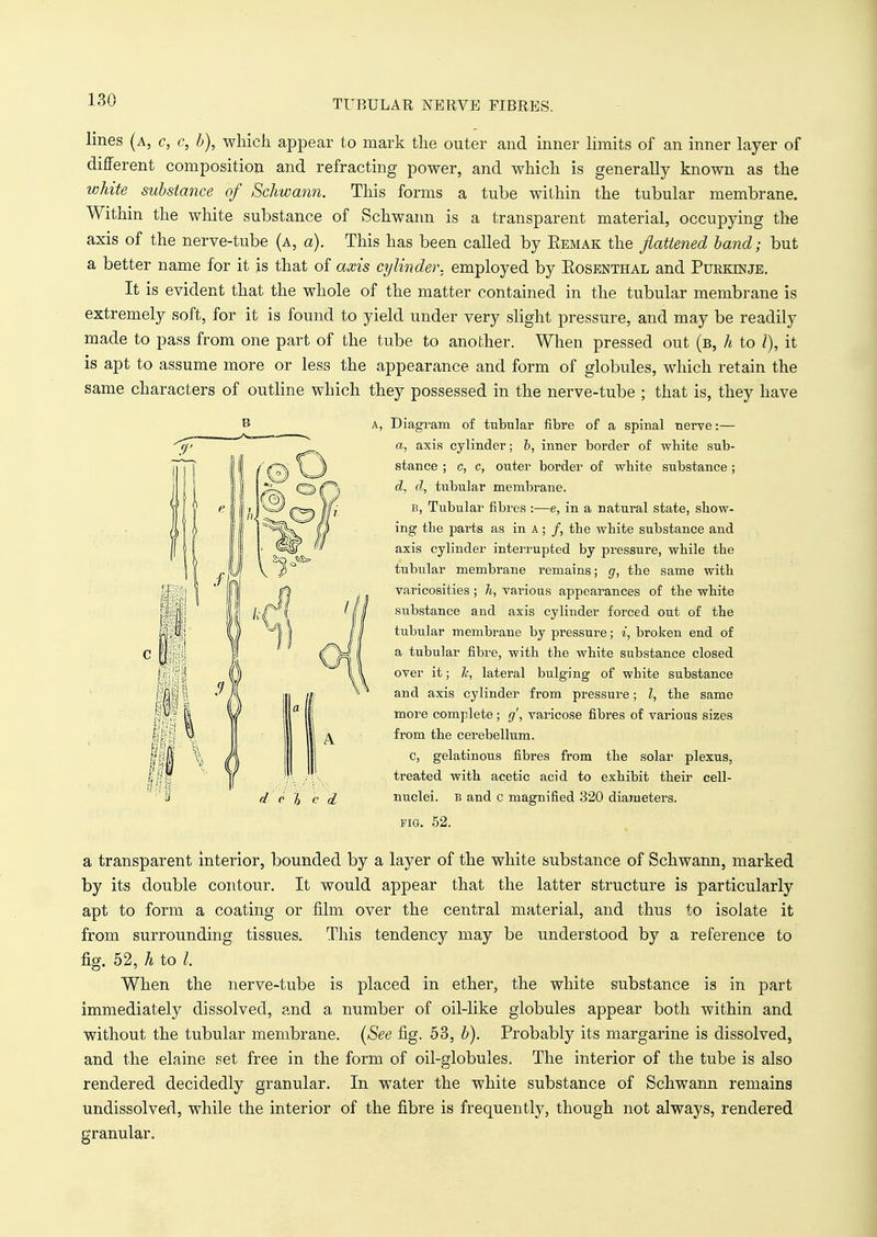 TUBULAR NERVE FIBRES. lines (a, c, c, b), which appear to mark the outer and inner limits of an inner layer of different composition and refracting power, and which is generally known as the white substance of Schwann. This forms a tube within the tubular membrane. Within the white substance of Schwann is a transparent material, occupying the axis of the nerve-tube (a, a). This has been called by Bemak the fattened band; but a better name for it is that of axis cylinder, employed by Kosenthal and Purkinje. It is evident that the whole of the matter contained in the tubular membrane is extremely soft, for it is found to yield under very slight pressure, and may be readily made to pass from one part of the tube to another. When pressed out (b, h to I), it is apt to assume more or less the appearance and form of globules, which retain the same characters of outline which they possessed in the nerve-tube ; that is, they have B A, Diagram of tubular fibre of a spinal nerve:— a, axis cylinder; b, inner border of white sub- stance ; c, c, outer border of white substance ; d, d, tubular membrane. B, Tubular fibres :—e, in a natural state, show- ing the parts as in A; /, the white substance and axis cylinder interrupted by pressure, while the tubular membrane remains; g, the same with varicosities ; h, various appearances of the white substance and axis cylinder forced out of the tubular membrane by pressure; i, broken end of a tubular fibre, with the white substance closed over it; h, lateral bulging of white substance and axis cylinder from pressure; I, the same more complete ; g', varicose fibres of various sizes from the cerebellum. c, gelatinous fibres from the solar plexus, treated with acetic acid to exhibit their cell- nuclei, b and c magnified 320 diameters. fig. 52. a transparent interior, bounded by a layer of the white substance of Schwann, marked by its double contour. It would appear that the latter structure is particularly apt to form a coating or film over the central material, and thus to isolate it from surrounding tissues. This tendency may be understood by a reference to fig. 52, h to /. When the nerve-tube is placed in ether, the white substance is in part immediately dissolved, and a number of oil-like globules appear both within and without the tubular membrane. (See fig. 53, b). Probably its margarine is dissolved, and the elaine set free in the form of oil-globules. The interior of the tube is also rendered decidedly granular. In water the white substance of Schwann remains undissolved, while the interior of the fibre is frequently, though not always, rendered granular.