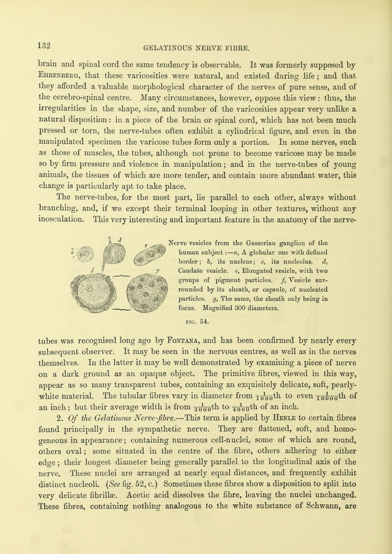 GELATINOUS NERVE FIBRE. brain and spinal cord the same tendency is observable. It was formerly supposed by Eheenberg, that these varicosities were natural, and existed during life ; and that they afforded a valuable morphological character of the nerves of pure sense, and of the cerebro-spinal centre. Many circumstances, however, oppose this view : thus, the irregularities in the shape, size, and number of the varicosities appear very unlike a natural disposition: in a piece of the brain or spinal cord, which has not been much pressed or torn, the nerve-tubes often exhibit a cylindrical figure, and even in the manipulated specimen the varicose tubes form only a portion. In some nerves, such as those of muscles, the tubes, although not prone to become varicose may be made so by firm pressure and violence in manipulation; and in the nerve-tubes of young animals, the tissues of which are more tender, and contain more abundant water, this change is particularly apt to take place. The nerve-tubes, for the most part, lie parallel to each other, always without branching, and, if we except their terminal looping in other textures, without any inosculation. This very interesting and important feature in the anatomy of the nerve- e ^sgsa -^erve vesicles from the Gasserian ganglion of the human subject :—a, A globular one with defined border; b, its nucleus; c, its nucleolus. d, Caudate vesicle, e, Elongated vesicle, with two groups of pigment particles. /, Vesicle sur- rounded by its sheath, or capsule, of nucleated I'j - ,f i particles, <y, The same, the sheath only being in ' ^- <j —^ '- ^ focus. Magnified 300 diameters. FIG. 54. tubes was recognised long ago by Fontana, and has been confirmed by nearly every subsequent observer. It may be seen in the nervous centres, as well as in the nerves themselves. In the latter it may be well demonstrated by examining a piece of nerve on a dark ground as an opaque object. The primitive fibres, viewed in this way, appear as so many transparent tubes, containing an exquisitely delicate, soft, pearly- white material. The tubular fibres vary in diameter from i-6Votn to even Toooota °f an inch ; but their average width is from awoth to ^troth of an inch. 2. Of the Gelatinous Nerve-fibre,—This term is applied by Henle to certain fibres found principally in the sympathetic nerve. They are flattened, soft, and homo- geneous in appearance; containing numerous cell-nuclei, some of which are round, others oval; some situated in the centre of the fibre, others adhering to either edge; their longest diameter being generally parallel to the longitudinal axis of the nerve. These nuclei are arranged at nearly equal distances, and frequently exhibit distinct nucleoli. (See fig. 52, c.) Sometimes these fibres show a disposition to split into very delicate fibriike. Acetic acid dissolves the fibre, leaving the nuclei unchanged. These fibres, containing nothing analogous to the white substance of Schwann, are