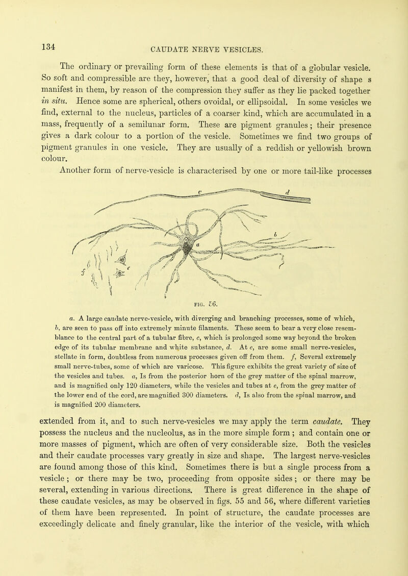 CAUDATE NERVE VESICLES. The ordinary or prevailing form of these elements is that of a globular vesicle. So soft and compressible are they, however, that a good deal of diversity of shape s manifest in them, by reason of the compression they suffer as they lie packed together in situ. Hence some are spherical, others ovoidal, or ellipsoidal. In some vesicles we find, external to the nucleus, particles of a coarser kind, which are accumulated in a mass, frequently of a semilunar form. These are pigment granules ; their presence gives a dark colour to a portion of the vesicle. Sometimes we find two groups of pigment granules in one vesicle. They are usually of a reddish or yellowish brown colour. Another form of nerve-vesicle is characterised by one or more tail-like processes fig. £6. a. A large caudate nerve-vesicle, with diverging and branching processes, some of which, b, are seen to pass off into extremely minute filaments. These seem to bear a very close resem- blance to the central part of a tubular fibre, c, which is prolonged some way beyond the broken edge of its tubular membrane and white substance, d. At e, are some small nerve-vesicles, stellate in form, doubtless from numerous processes given off from them. /, Several extremely small nerve-tubes, some of which are varicose. This figure exhibits the great variety of size of the vesicles and tubes, a, Is from the posterior horn of the grey matter of the spinal marrow, and is magnified only 120 diameters, while the vesicles and tubes at e, from the grey matter of the lower end of the cord, are magnified 300 diameters, d, Is also from the spinal marrow, and is magnified 200 diameters. extended from it, and to such nerve-vesicles we may apply the term caudate. They possess the nucleus and the nucleolus, as in the more simple form; and contain one or more masses of pigment, which are often of very considerable size. Both the vesicles and their caudate processes vary greatly in size and shape. The largest nerve-vesicles are found among those of this kind. Sometimes there is but a single process from a vesicle ; or there may be two, proceeding from opposite sides ; or there may be several, extending in various directions. There is great difference in the shape of these caudate vesicles, as may be observed in figs. 55 and 56, where different varieties of them have been represented. In point of structure, the caudate processes are exceedingly delicate and finely granular, like the interior of the vesicle, with which