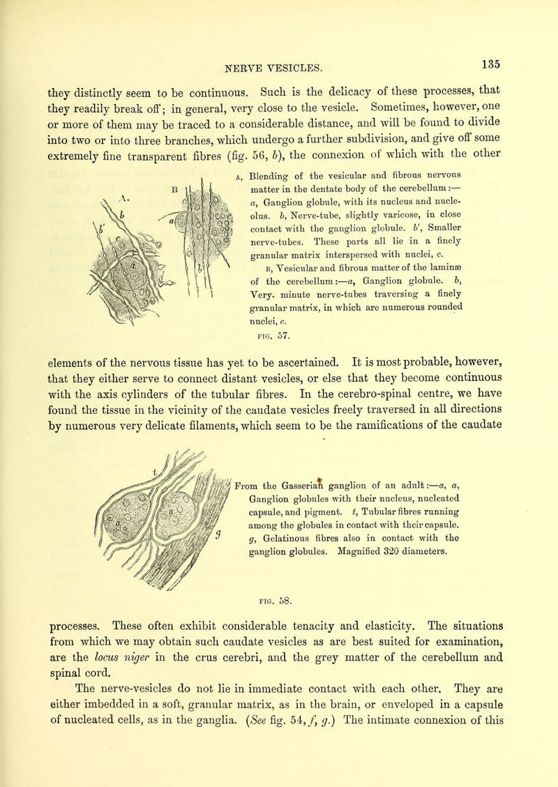 NERVE VESICLES. they distinctly seem to be continuous. Such is the delicacy of these processes, that they readily break off; in general, very close to the vesicle. Sometimes, however, one or more of them may be traced to a considerable distance, and will be found to divide into two or into three branches, which undergo a further subdivision, and give off some extremely fine transparent fibres (fig. 56, b), the connexion of which with the other Blending of the vesicular and fibrous nervous matter in the dentate body of the cerebellum :— a, Ganglion globule, with its nucleus and nucle- olus, b, Nerve-tube, slightly varicose, in close contact with the ganglion globule, b', Smaller nerve-tubes. These parts all lie in a finely granular matrix interspersed with nuclei, c. B, Vesicular and fibrous matter of the laminae of the cerebellum:—a, Ganglion globule, b, Very, minute nerve-tubes traversing a finely granular matrix, in which are numerous rounded nuclei, c. fig. 57. elements of the nervous tissue has yet to be ascertained. It is most probable, however, that they either serve to connect distant vesicles, or else that they become continuous with the axis cylinders of the tubular fibres. In the cerebro-spinal centre, we have found the tissue in the vicinity of the caudate vesicles freely traversed in all directions by numerous very delicate filaments, which seem to be the ramifications of the caudate wi From the Gasserian ganglion of an adult:—a, a, Ganglion globules with their nucleus, nucleated capsule, and pigment, t, Tubular fibres running among the globules in contact with their capsule. g, Gelatinous fibres also in contact with the ganglion globules. Magnified 320 diameters. fig. 58. processes. These often exhibit considerable tenacity and elasticity. The situations from which we may obtain such caudate vesicles as are best suited for examination, are the locus niger in the crus cerebri, and the grey matter of the cerebellum and spinal cord. The nerve-vesicles do not lie in immediate contact with each other. They are either imbedded in a soft, granular matrix, as in the brain, or enveloped in a capsule of nucleated cells, as in the ganglia. {See fig. 54,/, g.) The intimate connexion of this