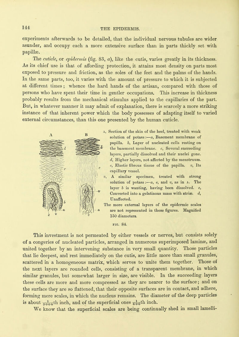 THE EPIDERMIS. experiments afterwards to be detailed, that the individual nervous tubules are wider asunder, and occupy each a more extensive surface than in parts thickly set with papillse. The cuticle, or epidermis (fig. 83, a), like the cutis, varies greatly in its thickness. As its chief use is that of affording protection, it attains most density on parts most exposed to pressure and friction, as the soles of the feet and the palms of the hands. In the same parts, too, it varies with the amount of pressure to which it is subjected at different times ; whence the hard hands of the artisan, compared with those of persons who have spent their time in gentler occupations. This increase in thickness probably results from the mechanical stimulus applied to the capillaries of the part. But, in whatever manner it may admit of explanation, there is scarcely a more striking instance of that inherent power which the body possesses of adapting itself to varied external circumstances, than this one presented by the human cuticle. a, Section of the skin of the heel, treated with weak solution of potass:—a, Basement membrane of papilla, b, Layer of nucleated cells resting on the basement membrane, c, Several succeeding layers, partially dissolved and their nuclei gone. d, Higher layers, not affected by the menstruum. e, Elastic fibrous tissue of the papilla, v, Its capillary vessel. B, A similar specimen, treated with strong solution of potass :—a, e, and v, as in A. The layer i is wanting, having been dissolved, c, Converted into a gelatinous mass with striae, d, Unaffected. The more external layers of the epidermic scales are not represented in these figures. Magnified 150 diameters. pig. 84. This investment is not permeated by either vessels or nerves, but consists solely of a congeries of nucleated particles, arranged in numerous superimposed laminaa, and united together by an intervening substance in very small quantity. Those particles that lie deepest, and rest immediately on the cutis, are little more than small granules, scattered in a homogeneous matrix, which serves to unite them together. Those of the next layers are rounded cells, consisting of a transparent membrane, in which similar granules, but somewhat larger in size, are visible. In the succeeding layers these cells are more and more compressed as they are nearer to the surface; and on the surface they are so flattened, that their opposite surfaces are in contact, and adhere, forming mere scales, in which the nucleus remains. The diameter of the deep particles is about 3-0Votn inch, and of the superficial ones eiTo^1 inch. We know that the superficial scales are being continually shed in small lamelli-