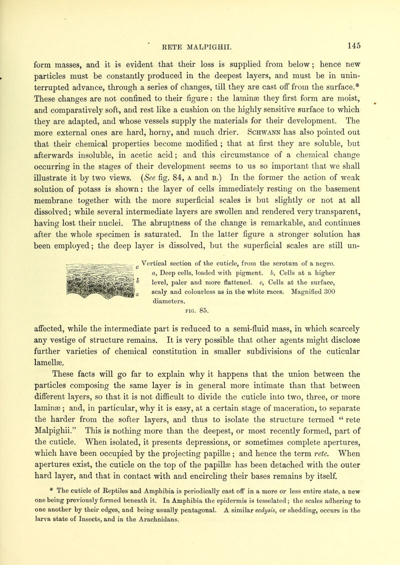 form masses, and it is evident that their loss is supplied from below ; hence new- particles must be constantly produced in the deepest layers, and must be in unin- terrupted advance, through a series of changes, till they are cast off from the surface.* These changes are not confined to their figure : the laminae they first form are moist, and comparatively soft, and rest like a cushion on the highly sensitive surface to which they are adapted, and whose vessels supply the materials for their development. The more external ones are hard, horny, and much drier. Schwann has also pointed out that their chemical properties become modified ; that at first they are soluble, but afterwards insoluble, in acetic acid; and this circumstance of a chemical change occurring in the stages of their development seems to us so important that we shall illustrate it by two views. (See fig. 84, a and b.) In the former the action of weak solution of potass is shown: the layer of cells immediately resting on the basement membrane together with the more superficial scales is but slightly or not at all dissolved; while several intermediate layers are swollen and rendered very transparent, having lost their nuclei. The abruptness of the change is remarkable, and continues after the whole specimen is saturated. In the latter figure a stronger solution has been employed; the deep layer is dissolved, but the superficial scales are still un- ^■^ggg^—ga^.^. ^ Vertical section of the cuticle, from the scrotum of a negro. a, Deep cells, loaded with pigment, b, Cells at a higher level, paler and more flattened, c, Cells at the surface, scaly and colourless as in the white races. Magnified 300 diameters. fig. 85. affected, while the intermediate part is reduced to a semi-fluid mass, in which scarcely any vestige of structure remains. It is very possible that other agents might disclose further varieties of chemical constitution in smaller subdivisions of the cuticular lamellae. These facts will go far to explain why it happens that the union between the particles composing the same layer is in general more intimate than that between different layers, so that it is not difficult to divide the cuticle into two, three, or more laminae ; and, in particular, why it is easy, at a certain stage of maceration, to separate the harder from the softer layers, and thus to isolate the structure termed  rete Malpighii. This is nothing more than the deepest, or most recently formed, part of the cuticle. When isolated, it presents depressions, or sometimes complete apertures, which have been occupied by the projecting papillae ; and hence the term rete. When apertures exist, the cuticle on the top of the papillae has been detached with the outer hard layer, and that in contact with and encircling their bases remains by itself. * The cuticle of Reptiles and Amphibia is periodically cast off in a more or less entire state, a new one being previously formed beneath it. In Amphibia the epidermis is tesselated; the scales adhering to one another by their edges, and being usually pentagonal. A similar ecdysis, or shedding, occurs in the larva state of Insects, and in the Arachnidans.