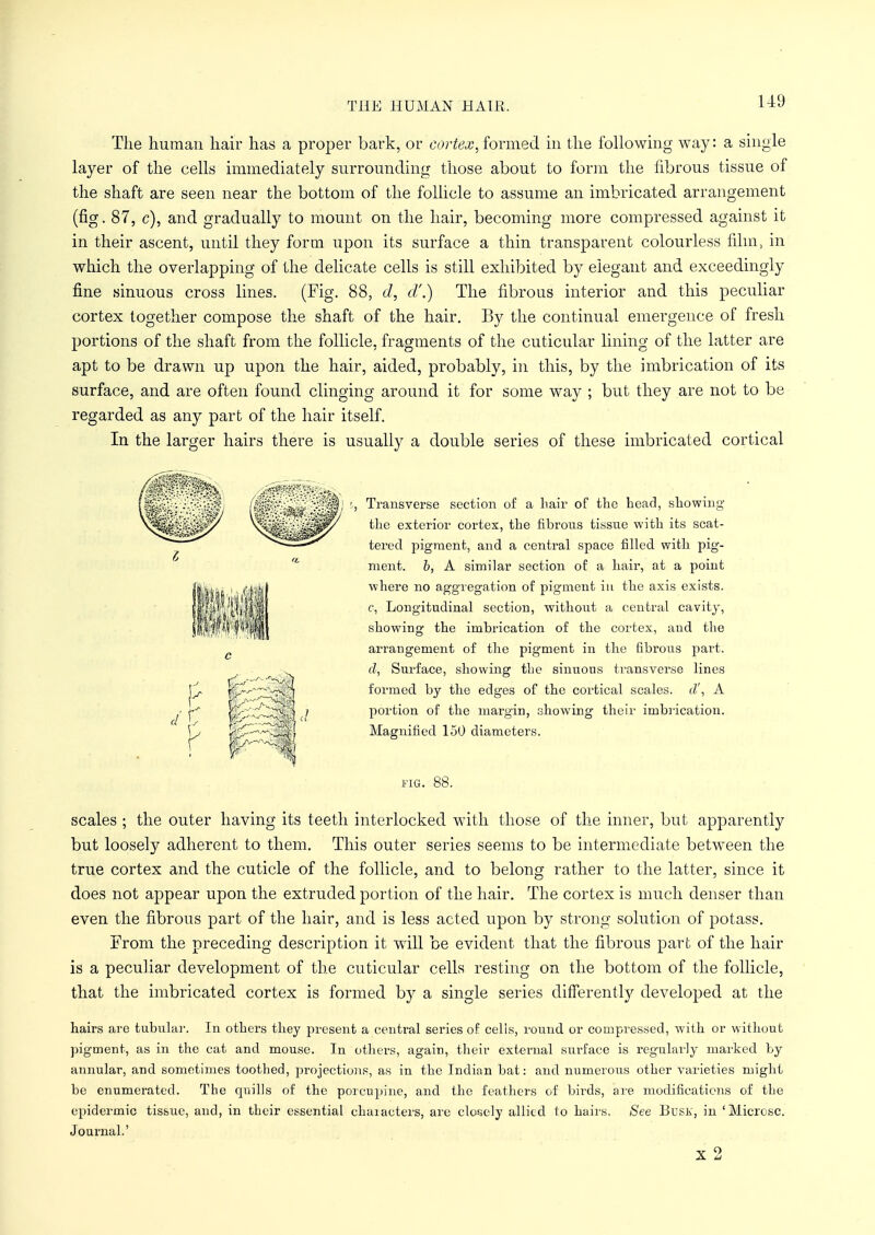 THE HUMAN HAIR, The human hair has a proper bark, or cortex,formed in the following way: a single layer of the cells immediately surrounding those about to form the fibrous tissue of the shaft are seen near the bottom of the follicle to assume an imbricated arrangement (fig. 87, c), and gradually to mount on the hair, becoming more compressed against it in their ascent, until they form upon its surface a thin transparent colourless film, in which the overlapping of the delicate cells is still exhibited by elegant and exceedingly fine sinuous cross lines. (Fig. 88, J, d'.) The fibrous interior and this peculiar cortex together compose the shaft of the hair. By the continual emergence of fresh portions of the shaft from the follicle, fragments of the cuticular lining of the latter are apt to be drawn up upon the hair, aided, probably, in this, by the imbrication of its surface, and are often found clinging around it for some way ; but they are not to be regarded as any part of the hair itself. In the larger hairs there is usually a double series of these imbricated cortical Transverse section of a hair of the head, showing the exterior cortex, the fibrous tissue with its scat- tered pigment, and a central space filled with pig- ment, b, A similar section of a hair, at a point where no aggregation of pigment in the axis exists. c, Longitudinal section, without a central cavity, showing the imbi'ication of the cortex, and the arrangement of the pigment in the fibrous part. d, Surface, showing the sinuous transverse lines formed by the edges of the cortical scales, d', A portion of the margin, showing their imbrication. Magnified 150 diameters. fig. 88. scales ; the outer having its teeth interlocked with those of the inner, but apparently but loosely adherent to them. This outer series seems to be intermediate between the true cortex and the cuticle of the follicle, and to belong rather to the latter, since it does not appear upon the extruded portion of the hair. The cortex is much denser than even the fibrous part of the hair, and is less acted upon by strong solution of potass. Erom the preceding description it will be evident that the fibrous part of the hair is a peculiar development of the cuticular cells resting on the bottom of the follicle, that the imbricated cortex is formed by a single series differently developed at the hairs are tubular. In others they present a central series of cells, round or compressed, with or without pigment, as in the cat and mouse. In others, again, their external surface is regularly marked by annular, and sometimes toothed, projections, as in the Indian bat: and numerous other varieties might be enumerated. The quills of the porcupine, and the feathers of birds, are modifications of the epidermic tissue, and, in their essential characters, are clossely allied to hairs. See Busk, in 'Microsc. Journal.'