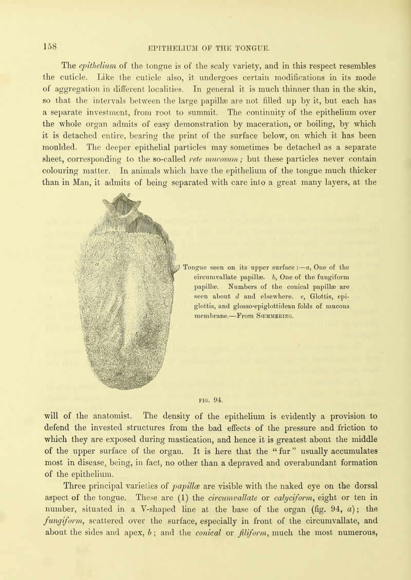 EPITHELIUM OF THE TONGUE. The epithelium of the tongue is of the scaty variety, and in this respect resembles the cuticle. Like the cuticle also, it undergoes certain modifications in its mode of aggregation in different localities. In general it is much thinner than in the skin, so that the intervals between the large papillae are not filled up by it, but each has a separate investment, from root to summit. The continuity of the epithelium over the whole organ admits of easy demonstration by maceration, or boiling, by which it is detached entire, bearing the print of the surface below, on which it has been moulded. The deeper epithelial particles may sometimes be detached as a separate sheet, corresponding to the so-called rete mucosum; but these particles never contain colouring matter. In animals which have the epithelium of the tongue much thicker than in Man, it admits of being separated with care into a great many layers, at the 1 ^. ^ -111 ,%■,,) Tongue soon on its upper surface :—a, One of the Vjj circumvallate papilhe. b, One of the fungiform ' papillae. Numbers of the conical papillae are i . ' v-';r';^ seen about d and elsewhere, e, Glottis, epi- : . . . . , glottis, and glosso-epiglottideau folds of mucous ,7 ' ■ membrane.—From Scemmering. n FIG. 94. will of the anatomist. The density of the epithelium is evidently a provision to defend the invested structures from the bad effects of the pressure and friction to which they are exposed during mastication, and hence it is greatest about the middle of the upper surface of the organ. It is here that the  fur usually accumulates most in disease, being, in fact, no other than a depraved and overabundant formation of the epithelium. Three principal varieties of papilla? are visible with the naked eye on the dorsal aspect of the tongue. These are (1) the circumvallate or calyciform, eight or ten in number, situated in a V-shaped line at the base of the organ (fig. 94, a); the fungiform, scattered over the surface, especially in front of the circumvallate, and about the sides and apex, b; and the conical or filiform, much the most numerous,