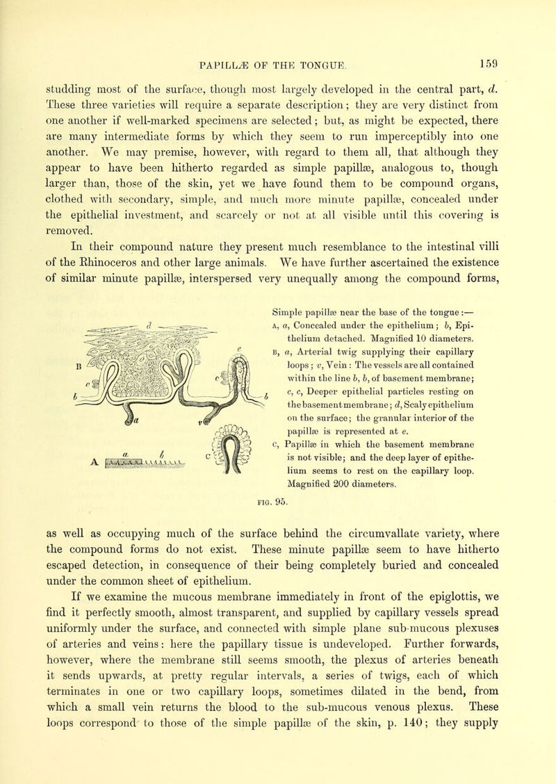 studding most of the surface, though most largely developed in the central part, d. These three varieties will require a separate description; they are very distinct from one another if well-marked specimens are selected; but, as might be expected, there are many intermediate forms by which they seem to run imperceptibly into one another. We may premise, however, with regard to them all, that although they appear to have been hitherto regarded as simple papillas, analogous to, though larger than, those of the skin, yet we have found them to be compound organs, clothed with secondary, simple, and much more minute papillae, concealed under the epithelial investment, and scarcely or not at all visible until this covering is removed. In their compound nature they present much resemblance to the intestinal villi of the Ehinoceros and other large animals. We have further ascertained the existence of similar minute papilla?, interspersed very unequally among the compound forms, Simple papillee near the base of the tongue:— A, a, Concealed under the epithelium; b, Epi- thelium detached. Magnified 10 diameters. b, a, Arterial twig supplying their capillary loops ; v, Vein : The vessels are all contained within the line b, b, of basement membrane; c, c, Deeper epithelial particles resting on thebasementmembrane; d, Scaly epithelium on the surface; the granular interior of the papilla is represented at e. C, Papillas in which the basement membrane is not visible; and the deep layer of epithe- lium seems to rest on the capillary loop. Magnified 200 diameters. fig. 95. as well as occupying much of the surface behind the circumvallate variety, where the compound forms do not exist. These minute papilla? seem to have hitherto escaped detection, in consequence of their being completely buried and concealed under the common sheet of epithelium. If we examine the mucous membrane immediately in front of the epiglottis, we find it perfectly smooth, almost transparent, and supplied by capillary vessels spread uniformly under the surface, and connected with simple plane sub-mucous plexuses of arteries and veins: here the papillary tissue is undeveloped. Further forwards, however, where the membrane still seems smooth, the plexus of arteries beneath it sends upwards, at pretty regular intervals, a series of twigs, each of which terminates in one or two capillary loops, sometimes dilated in the bend, from which a small vein returns the blood to the sub-mucous venous plexus. These loops correspond to those of the simple papillas of the skin, p. 140; they supply