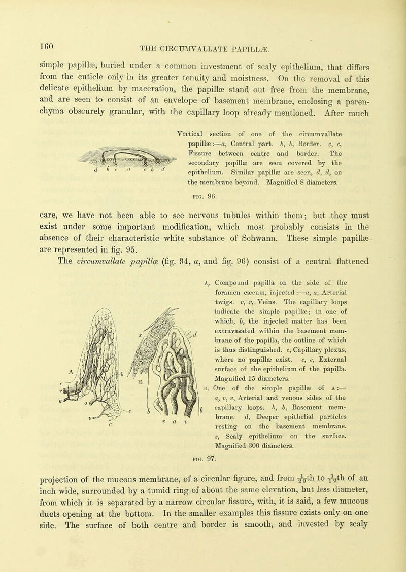 THE CJRCUMVALLATE PAPILLAE. simple papillae, buried under a common investment of scaly epithelium, that differs from the cuticle only in its greater tenuity and moistness. On the removal of this delicate epithelium by maceration, the papillas stand out free from the membrane, and are seen to consist of an envelope of basement membrane, enclosing a paren- chyma obscurely granular, with the capillary loop already mentioned. After much Vertical section of one of the circumvallate papillee:—a, Central part, b, b, Border, c, c, Fissure between centre and border. The secondary papillee are seen covered by the epithelium. Similar papillee are seen, d, d, on the membrane beyond. Magnified 8 diameters. fig. 96. care, we have not been able to see nervous tubules within them; but they must exist under some important modification, which most probably consists in the absence of their characteristic white substance of Schwann. These simple papillee are represented in fig. 95. The circnmvallate papillee (fig. 94, a, and fig. 96) consist of a central flattened a, Compound papilla on the side of the foramen caecum, injected:—a, a, Arterial twigs, v, v, Veins. The capillary loops indicate the simple papilla?; in one of which, b, the injected matter has been extravasated within the basement mem- brane of the papilla, the outline of which is thus distinguished, c, Capillary plexus, where no papillae exist, e, e, External surface of the epithelium of the papilla. Magnified 15 diameters. One of the simple papilla? of A:— a, v, v, Arterial and venous sides of the capillary loops, b, b, Basement mem- brane, d, Deeper epithelial particles resting on the basement membrane. s, Scaly epithelium on tbe surface. Magnified 300 diameters. FIG. 97. projection of the mucous membrane, of a circular figure, and from ^th to ^th of an inch wide, surrounded by a tumid ring of about the same elevation, but less diameter, from which it is separated by a narrow circular fissure, with, it is said, a few mucous ducts opening at the bottom. In the smaller examples this fissure exists only on one side. The surface of both centre and border is smooth, and invested by scaly