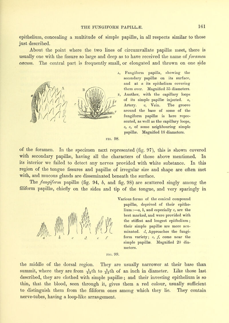 epithelium, concealing a multitude of simple papillae, in all respects similar to those just described. About the point where the two lines of circumvallate papillse meet, there is usually one with the fissure so large and deep as to have received the name of foramen caecum. The central part is frequently small, or elongated and thrown on one side A, Fungiform papilla, showing the secondary papillae on its surface, and at a its epithelium covering them over. Magnified 35 diameters. Another, with the capillary loops of its simple papillae injected, a, Artery. v, Vein. Tbe groove around the base of some of the fungiform papilla? is here repre- sented, as well as the capillary loops, c, c, of some neighbouring simple papillse. Magnified 18 diameters. FIG. 98. of the foramen. In the specimen next represented (fig. 97), this is shown covered with secondary papillse, having all the characters of those above mentioned. In its interior we failed to detect any nerves provided with white substance. In this region of the tongue fissures and papillae of irregular size and shape are often met with, and mucous glands are disseminated beneath the surface. The fungiform papillae (fig. 94, b, and fig. 98) are scattered singly among the filiform papillae, chiefly on the sides and tip of the tongue, and very sparingly in Various forms of the conical compound papilla?, deprived of their epithe- lium :—a, b, and especially c, are the best marked, and were provided with the stiffest and longest epithelium; their simple papilla? are more acu- minated, d, Approaches the fungi- form variety; e, /, come near the simple papilla?. Magnified 20 dia- meters. Mm M J FIG 99. the middle of the dorsal region. They are usually narrower at their base than summit, where they are from -^5-th to y^-th of an inch in diameter. Like those last described, they are clothed with simple papillae; and their investing epithelium is so thin, that the blood, seen through it, gives them a red colour, usually sufficient to distinguish them from the filiform ones among which they lie. They contain nerve-tubes, having a loop-like arrangement.