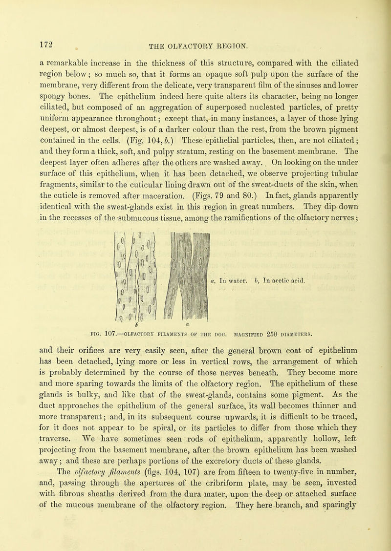 a remarkable increase in the thickness of this structure, compared with the ciliated region below; so much so, that it forms an opaque soft pulp upon the surface of the membrane, very different from the delicate, very transparent film of the sinuses and lower spongy bones. The epithelium indeed here quite alters its character, being no longer ciliated, but composed of an aggregation of superposed nucleated particles, of pretty uniform appearance throughout; except that, in many instances, a layer of those lying deepest, or almost deepest, is of a darker colour than the rest, from the brown pigment contained in the cells. (Fig. 104, i.) These epithelial particles, then, are not ciliated; and they form a thick, soft, and pulpy stratum, resting on the basement membrane. The deepest layer often adheres after the others are washed away. On looking on the under surface of this epithelium, when it has been detached, we observe projecting tubular fragments, similar to the cuticular lining drawn out of the sweat-ducts of the skin, when the cuticle is removed after maceration. (Figs. 79 and 80.) In fact, glands apparently identical with the sweat-glands exist in this region in great numbers. They dip down in the recesses of the -submucous tissue, among the ramifications of the olfactory nerves ; PIG. 107.—OLFACTORY FILAMENTS OF THE DOG. MAGNIFIED 250 DIAMETERS. and their orifices are very easily seen, after the general brown coat of epithelium has been detached, lying more or less in vertical rows, the arrangement of which is probably determined by the course of those nerves beneath. They become more and more sparing towards the limits of the olfactory region. The epithelium of these glands is bulky, and like that of the sweat-glands, contains some pigment. As the duct approaches the epithelium of the general surface, its wall becomes thinner and more transparent; and, in its subsequent course upwards, it is difficult to be traced, for it does not appear to be spiral, or its particles to differ from those which they traverse. We have sometimes seen rods of epithelium, apparently hollow, left projecting from the basement membrane, after the brown epithelium has been washed away; and these are perhaps portions of the excretory ducts of these glands. The olfactory filaments (figs. 104, 107) are from fifteen to twenty-five in number, and, passing through the apertures of the cribriform plate, may be seen, invested with fibrous sheaths derived from the dura mater, upon the deep or attached surface of the mucous membrane of the olfactory region. They here branch, and sparingly