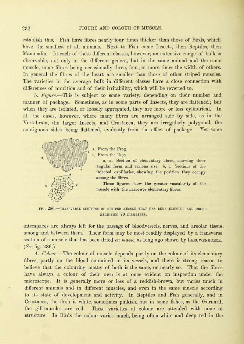 establish this. Fish have fibres nearly four times thicker than those of Birds, which have the smallest of all animals. Next to Fish come Insects, then Eeptiles, then Mammalia. In each of these different classes, however, an extensive range of bulk is observable, not only in the different genera, but in the same animal and the same muscle, some fibres being occasionally three, four, or more times the width of others. In general the fibres of the heart are smaller than those of other striped muscles. The varieties in the average bulk in different classes have a close connection with differences of nutrition and of their irritability, which will be reverted to. 3. Figure.—This is subject to some variety, depending on their number and manner of package. Sometimes, as in some parts of Insects, they are flattened; but when they are isolated, or loosely aggregated, they are more or less cylindrical. In all the cases, however, where many fibres are arranged side by side, as in the Vertebrata, the larger Insects, and Crustacea, they are irregularly polygonal, the contiguous sides being flattened, evidently from the effect of package. Yet some interspaces are always left for the passage of bloodvessels, nerves, and areolar tissue. among and between them. Their form may be most readily displayed by a transverse section of a muscle that has been dried en masse, as long ago shown by Leeuwenhoeck. 4. Colour.—The colour of muscle depends partly on the colour of its elementary fibres, partly on the blood contained in its vessels, and there is strong reason to believe that the colouring matter of both is the same, or nearly so. That the fibres have always a colour of their own is at once evident on inspection under the microscope. It is generally more or less of a reddish-brown, but varies much in different animals and in different muscles, and even in the same muscle according to its state of development and activity. In Eeptiles and Fish generally, and in Crustacea, the flesh is white, sometimes pinkish, but in some fishes, as the Gurnard, the gill-muscles are red. These varieties of colour are attended with none ot structure. In Birds the colour varies much, being often white and deep red in the a, a, Section of elementary fibres, showing their angular form and various size, h, b, Sections of the injected capillaries, showing the position they occupy These figures show the greater vascularity of the muscle with the narrower elementary fibres. FIG. 286.—TRANSVERSE SECTIONS OF STRIPED MUSCLE THAT HAS BEEN INJECTED AND DRIED. MAGNIFIED 70 DIAMETERS. (See fig. 286.)