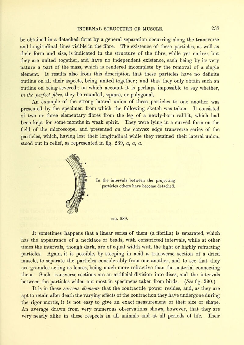 be obtained in a detached form by a general separation occurring along the transverse and longitudinal lines visible in the fibre. The existence of these particles, as well as their form and size, is indicated in the structure of the fibre, while yet entire; but they are united together, and have no independent existence, each being by its very nature a part of the mass, which is rendered incomplete by the removal of a single element. It results also from this description that these particles have no definite outline on all their aspects, being united together; and that they only obtain such an outline on being severed; on which account it is perhaps impossible to say whether, in the perfect fibre, they be rounded, square, or polygonal. An example of the strong lateral union of these particles to one another was presented by the specimen from which the following sketch was taken. It consisted of two or three elementary fibres from the leg of a newly-born rabbit, which had been kept for some months in weak spirit. They were lying in a curved form on the field of the microscope, and presented on the convex edge transverse series of the particles, which, having lost their longitudinal while they retained their lateral union, stood out in relief, as represented in fig. 289, a, a, a. In the intervals between the projecting particles others have become detached. fig. 289. It sometimes happens that a linear series of them (a fibrilla) is separated, which has the appearance of a necklace of beads, with constricted intervals, while at other times the intervals, though dark, are of equal width with the light or highly refracting particles. Again, it is possible, by steeping in acid a transverse section of a dried muscle, to separate the particles considerably from one another, and to see that they are granules acting as lenses, being much more refractive than the material connecting them. Such transverse sections are an artificial division into discs, and the intervals between the particles widen out most in specimens taken from birds. {See fig. 290.) It is in these sarcous elements that the contractile power resides, and, as they are apt to retain after death the varying effects of the contraction they have undergone during the rigor mortis, it is not easy to give an exact measurement of their size or shape. An average drawn from very numerous observations shows, however, that they are very nearly alike in these respects in all animals and at all periods of life. Their