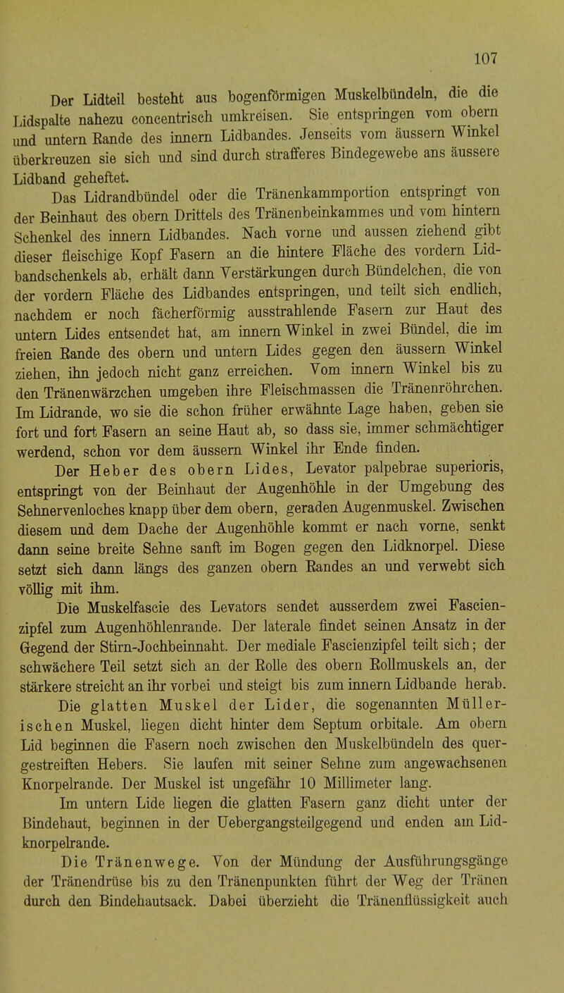 Der Lidteil besteht aus bogenförmigen Muskelbündeln, die die Lidspalte nahezu concentrisch umkreisen. Sie entspringen vom obern imd untern Eande des innern Lidbandes. Jenseits vom äussern Winkel überkreuzen sie sich und sind durch strafferes Bindegewebe ans äussere Lidband geheftet. Das Lidrandbündel oder die Tränenkammportion entsprmgt von der Beinhaut des obem Drittels des Tränenbeinkammes und vom hintern Schenkel des innern Lidbandes. Nach vorne und aussen ziehend gibt dieser fleischige Kopf Fasern an die hintere Fläche des vordem Lid- bandschenkels ab, erhält dann Verstärkungen dui’ch Bündelchen, die von der vordem Fläche des Lidbandes entspringen, und teilt sich endlich, nachdem er noch fächerförmig ausstrahlende Fasern zur Haut des untern Lides entsendet hat, am innern Winkel in zwei Bündel, die im freien Eande des obern und untern Lides gegen den äussern Winkel ziehen, ihn jedoch nicht ganz erreichen. Vom innern Winkel bis zu den Tränenwärzchen umgeben ihre Fleischmassen die Tränenröhrchen. Im Lidrande, wo sie die schon früher erwähnte Lage haben, geben sie fort und fort Fasern an seine Haut ab, so dass sie, immer schmächtiger werdend, schon vor dem äussern Winkel ihr Ende finden. Der Heber des obern Lides, Levator palpebrae superioris, entspringt von der Beinhaut der Augenhöhle in der Umgebung des Sehnervenloches knapp über dem obern, geraden Augenmuskel. Zwischen diesem und dem Dache der Augenhöhle kommt er nach vorne, senkt dann seine breite Sehne sanft im Bogen gegen den Lidknorpel. Diese setzt sich dann längs des ganzen obern Bandes an und verwebt sich völlig mit ihm. Die Muskelfascie des Levators sendet ausserdem zwei Faseien- zipfel zum Augenhöhlenrande. Der laterale findet seinen Ansatz in der Gegend der Stirn-Jochbeinnaht. Der mediale Fascienzipfel teilt sich; der schwächere Teil setzt sich an der Eolle des obern EoUmuskels an, der stärkere streicht an ihr vorbei und steigt bis zum innern Lidbande herab. Die glatten Muskel der Lider, die sogenannten Müller- ischen Muskel, liegen dicht hinter dem Septum orbitale. Am obern Lid beginnen die Fasern noch zwischen den Muskelbündeln des quer- gestreiften Hebers. Sie laufen mit seiner Sehne zum angewachsenen Knorpelrande. Der Muskel ist ungefähr 10 Millimeter lang. Im untern Lide liegen die glatten Fasern ganz dicht unter der Bindehaut, beginnen in der Uebergangsteilgegend und enden am Lid- knorpelrande. Die Tränenwege. Von der Mündung der Ausfülirungsgänge der Tränendrüse bis zu den Tränenpunkten führt der Weg der Tränen durch den Bindehautsack. Dabei überzieht die Tränenflüssigkeit auch