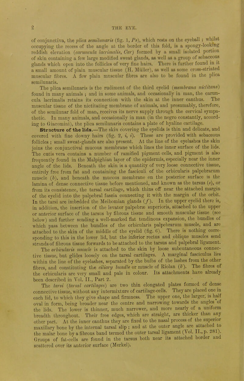 0 of conjunctiva, the plica semilunaris (fig. 1, Ps), which rests on the eyeball ; whilst occupying the recess of the angle at the border of this fold, is a spongy-looking reddish elevation (caruncula lacrimalis, Car) formed by a small isolated portion of skin containing a few large modified sweat glands, as well as a group of sebaceous glands which open into the follicles of very fine liairs. Then: is further found in it a small amount of plain muscular tissue (H. Miiller), as well as some cross-striated muscular fibres. A few plain muscular fibres are also to be found in the plica semilunaris. The plica semilunaris is the rudiment of the third eyelid (membrana nictitans) found in many animals ; and in some animals, and occasionally in man, the carun- cula lacrimalis retains its connection with the skin at the inner canthus. The muscular tissue of the nictitating membrane of animals, and presumably, therefore, of the semilunar fold of man, receives its nerve supply through the cervical sympa- thetic. In many animals, and occasionally in man (in the negro constantly, accord- ing to Griacomini), the plica semilunaris contains a plate of hyaline cartilage. Structure of the lids.—The skin covering the eyelids is thin and delicate, and covered with fine downy hairs (fig. 2, i, i). These are provided with sebaceous follicles ; small sweat-glands are also present. At the line of the eyelashes the skin joins the conjunctival mucous membrane which lines the inner surface of the lids. The cutis vera contains a number of ramified pigment cells, and pigment is also frequently found in the Malpighian layer of the epidermis, especially near the inner angle of the lids. Beneath the skin is a quantity of very loose connective tissue, entirely free from fat and containing the fasciculi of the orbicularis palpebrarum muscle (b), and beneath the mucous membrane on the posterior surface is the lamina of dense connective tissue before mentioned, and known as the tarsus (e), or from its consistence, the tarsal cartilage, which thins off near the attached margin of the eyelid into the palpebral fascia connecting it with the margin of the orbit. In the tarsi are imbedded the Meibomian glands (/). In the upper eyelid there is, in addition, the insertion of the levator palpebrse superioris, attached to the upper or anterior surface of the tarsus by fibrous tissue and smooth muscular tissue (see below) and further sending a well-marked flat tendinous expansion, the bundles of which pass between the bundles of the orbicularis palpebrarum muscle, and are attached to the skin of the middle of the eyelid (fig. 6). There is nothing corre- sponding to this in the lower lid, but the inferior rectus and oblique muscles send strands of fibrous tissue forwards to be attached to the tarsus and palpebral ligament. The orbicularis muscle is attached to the skin by loose subcutaneous connec- tive tissue, but glides loosely on the tarsal cartilages. A marginal fasciculus lies within the line of the eyelashes, separated by the bulbs of the lashes from the other fibres, and constituting the ciliary bundle or muscle of Eiolan (&')• The fibres of the orbicularis are very small and pale in colour. Its attachments have already been described in Vol. II., Part 2. The tarsi (tarsal cartilages) are two thin elongated plates formed of dense connective tissue, without any intermixture of cartilage-cells. They are placed one in each lid, to which they give shape and firmness. The upper one, the larger; is half oval in form, being broader near the centre and narrowing towards the angles of the lids. The lower is thinner, much narrower, and more nearly of a uniform breadth throughout. Their free edges, which are straight, are thicker than any other part. At the inner canthus they are fixed to the nasal process of the superior maxillary bone by the internal tarsal slip ; and at the outer angle are attached to the malar bone by a fibrous band termed the outer tarsal ligament (Vol. II., p. 281). Groups of fat-cells are found in the tarsus both near its attached border and scattered over its anterior surface (Merkel).