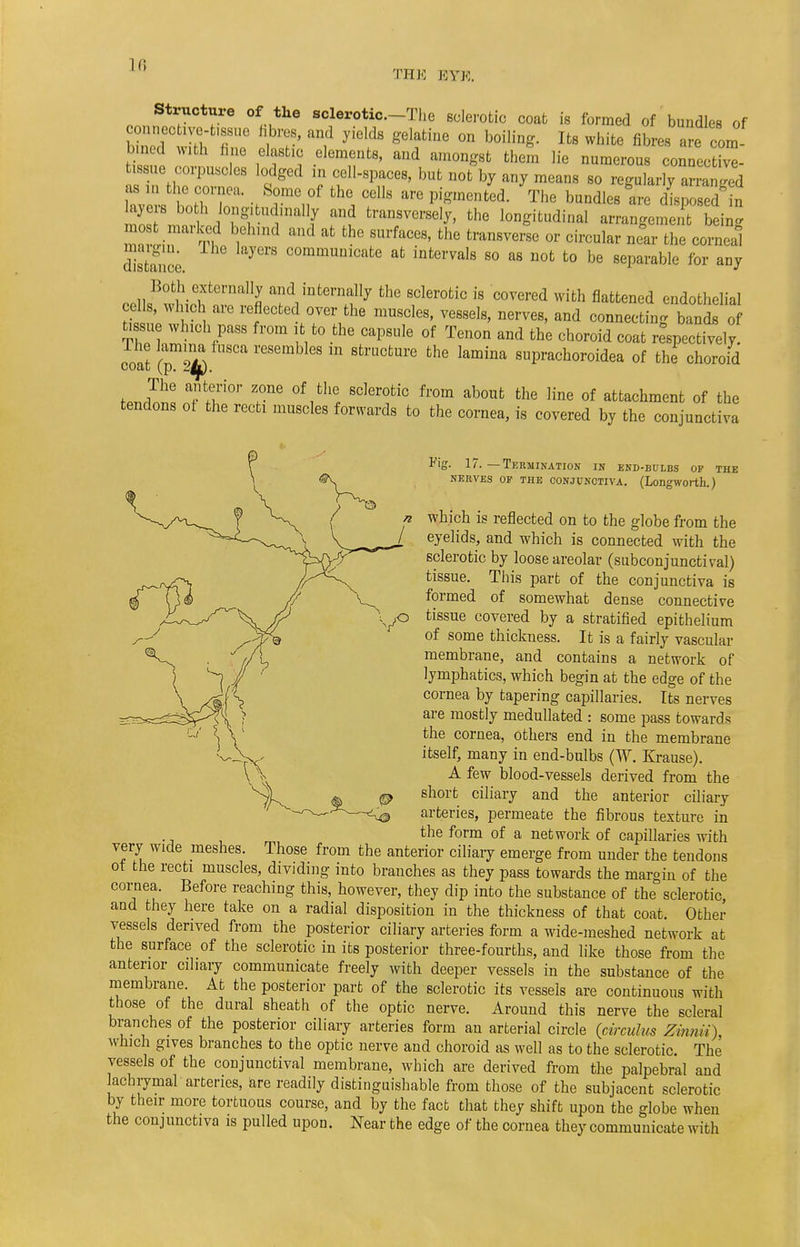 Lfi THE EYE. Structure of the sclerotic.-The sclerotic coat is formed of bundles of famed with fine elastic elements, and amongst them lie numerous connective- tissue corpuscles lodged in cell-spaces, but not by any means so regularly alnged as in the cornea. Some of the cells are pigmented. The bundles are disposed n layers bo h longitudinally and transversely, the longitudinal arrangemei fc bein ;'mt b,Ch,nd aud afc the surfaces' fche transverse or circular nL the corneal See communicate at intervals so as not to be separable for any wli?l?rnalIJ eternally the sclerotic is covered with flattened endothelial cells, winch are reflected over the muscles, vessels, nerves, and connecting bands of tissue which pass from it to the capsule of Tenon and the choroid coat respectively, coat (pH$ reSGI m 8tl*UCtUre thG lamina suPracIloroidea of the choroid hmiSl a.nfiri0r T6 0i,thl SCler0tiC fl0m ab0Ut fche line of attachment of the tendons oi the recti muscles forwards to the cornea, is covered by the conjunctiva Fig. 17. — Termination in end-bulbs of the neiives op the conjunctiva. (Longworth.) which is reflected on to the globe from the eyelids, and which is connected with the sclerotic by loose areolar (subconjunctival) tissue. This part of the conjunctiva is formed of somewhat dense connective tissue covered by a stratified epithelium of some thickness. It is a fairly vascular membrane, and contains a network of lymphatics, which begin at the edge of the cornea by tapering capillaries. Its nerves are mostly medullated : some pass towards the cornea, others end in the membrane itself, many in end-bulbs (W. Krause). A few blood-vessels derived from the short ciliary and the anterior ciliary arteries, permeate the fibrous texture in the form of a network of capillaries with very wide meshes. Those from the anterior ciliary emerge from under the tendons ot the recti muscles, dividing into branches as they pass towards the margin of the cornea. Before reaching this, however, they dip into the substance of the sclerotic and they here take on a radial disposition in the thickness of that coat. Other vessels derived from the posterior ciliary arteries form a wide-meshed network at the surface of the sclerotic in its posterior three-fourths, and like those from the anterior ciliary communicate freely with deeper vessels in the substance of the membrane. At the posterior part of the sclerotic its vessels are continuous with those of the dural sheath of the optic nerve. Around this nerve the scleral branches of the posterior ciliary arteries form an arterial circle (circulus Zinnii) which gives branches to the optic nerve and choroid as well as to the sclerotic. The vessels of the conjunctival membrane, which are derived from the palpebral and achrymal arteries, are readily distinguishable from those of the subjacent sclerotic by their more tortuous course, and by the fact that they shift upon the globe when the conjunctiva is pulled upon. Near the edge of the cornea they communicate with